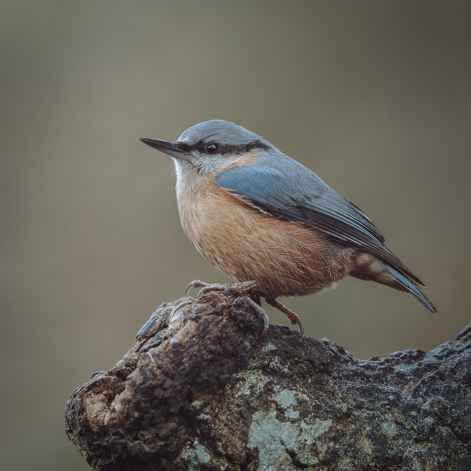 Nuthatch
Sitta europaea