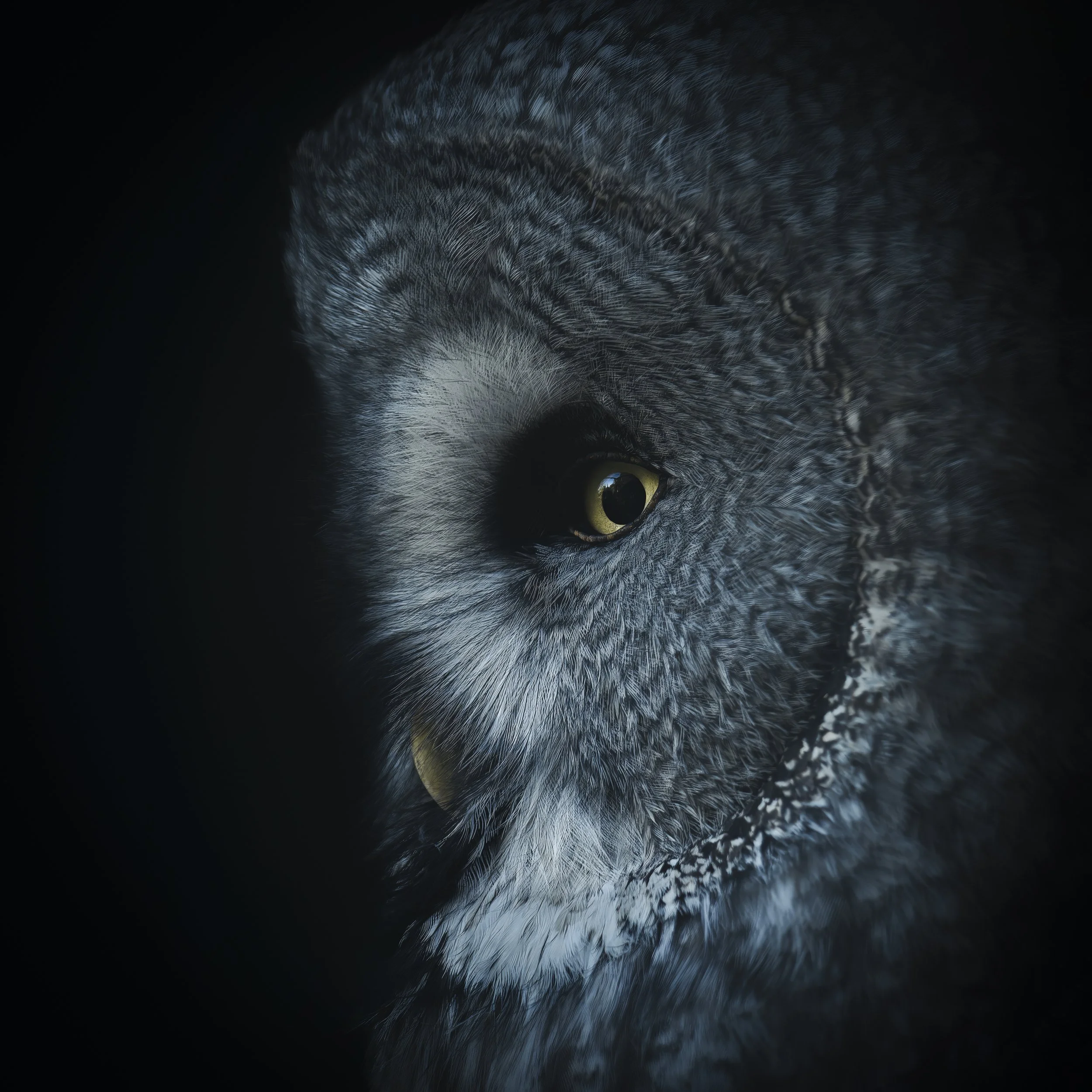 Great Grey Owl
Axe Valley Wildlife Park