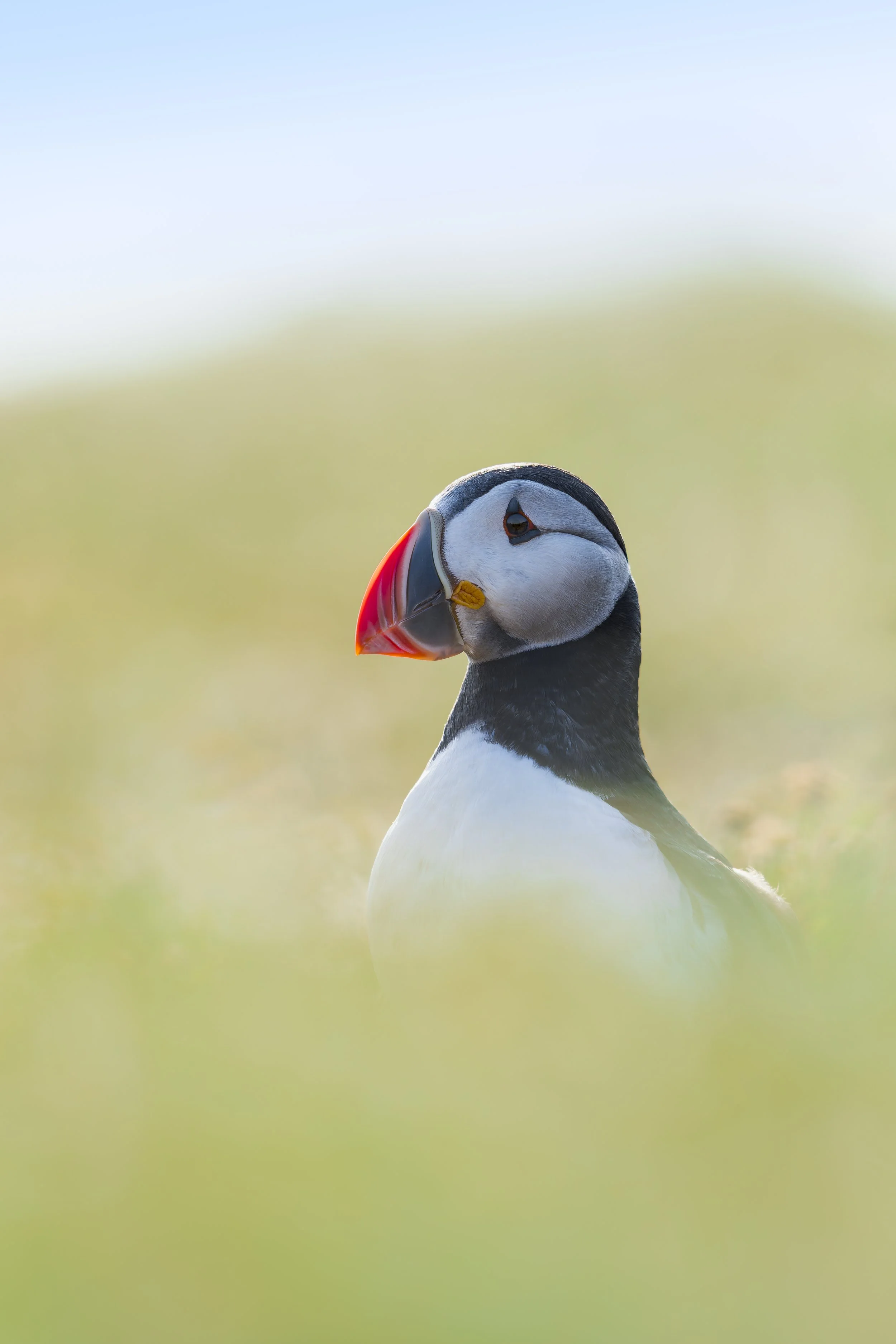 Puffin_Skomer Island_A123987.jpg