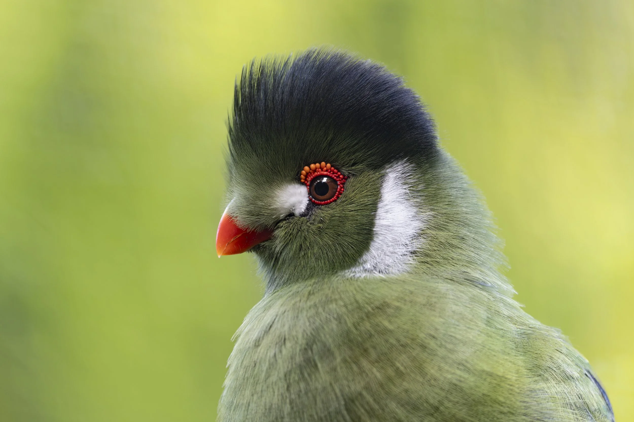 White-Cheeked Turaco
Axe Valley Wildlife Park
