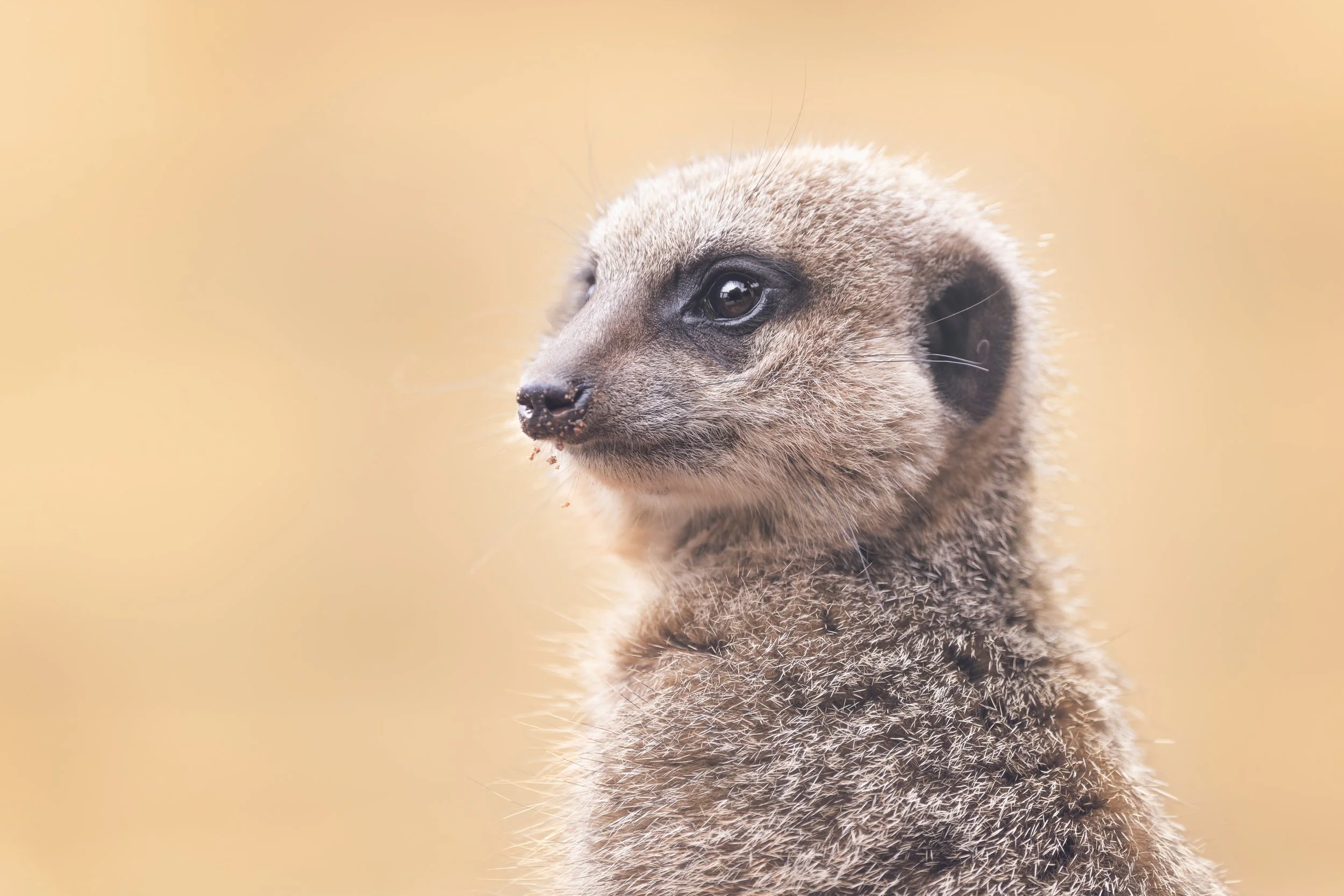 Meerkat
Dartmoor Zoo