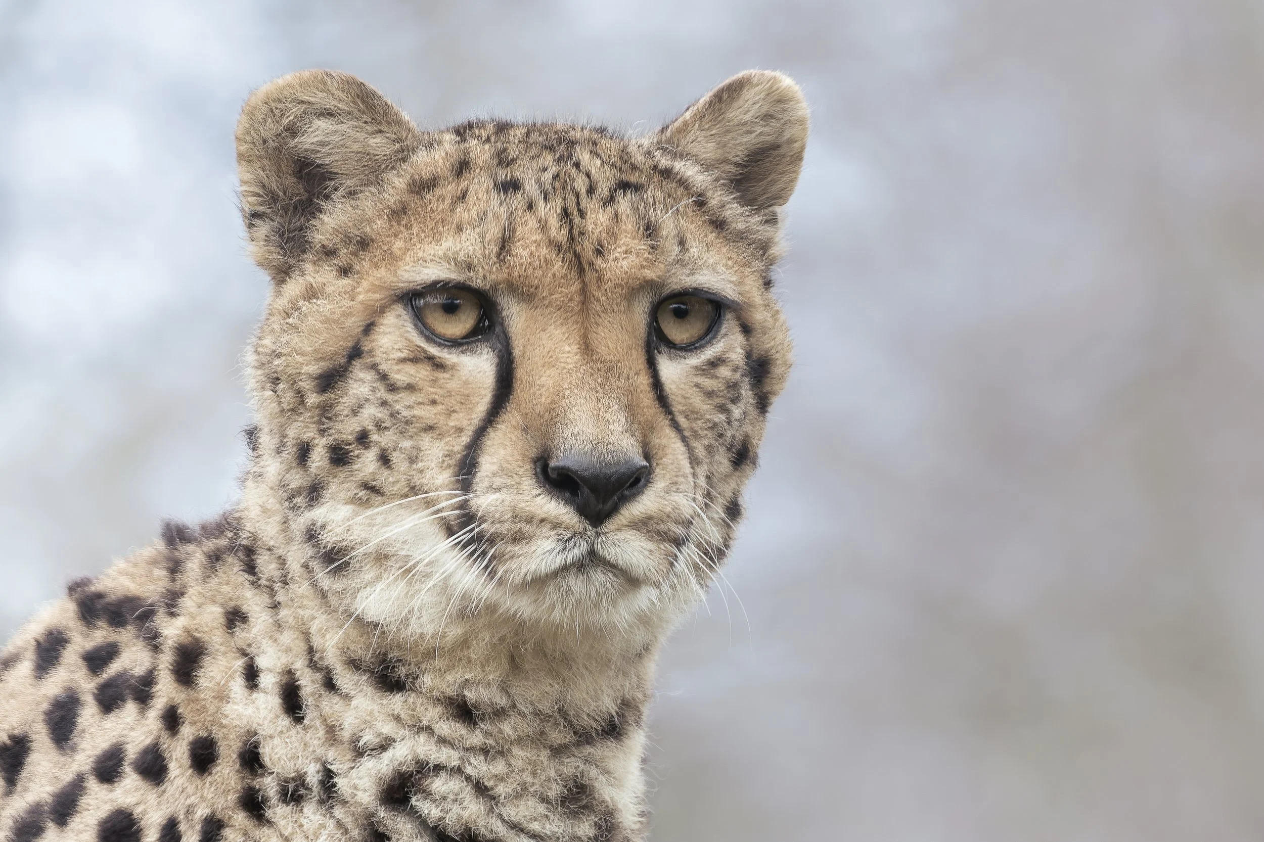 Cheetah
Paignton Zoo