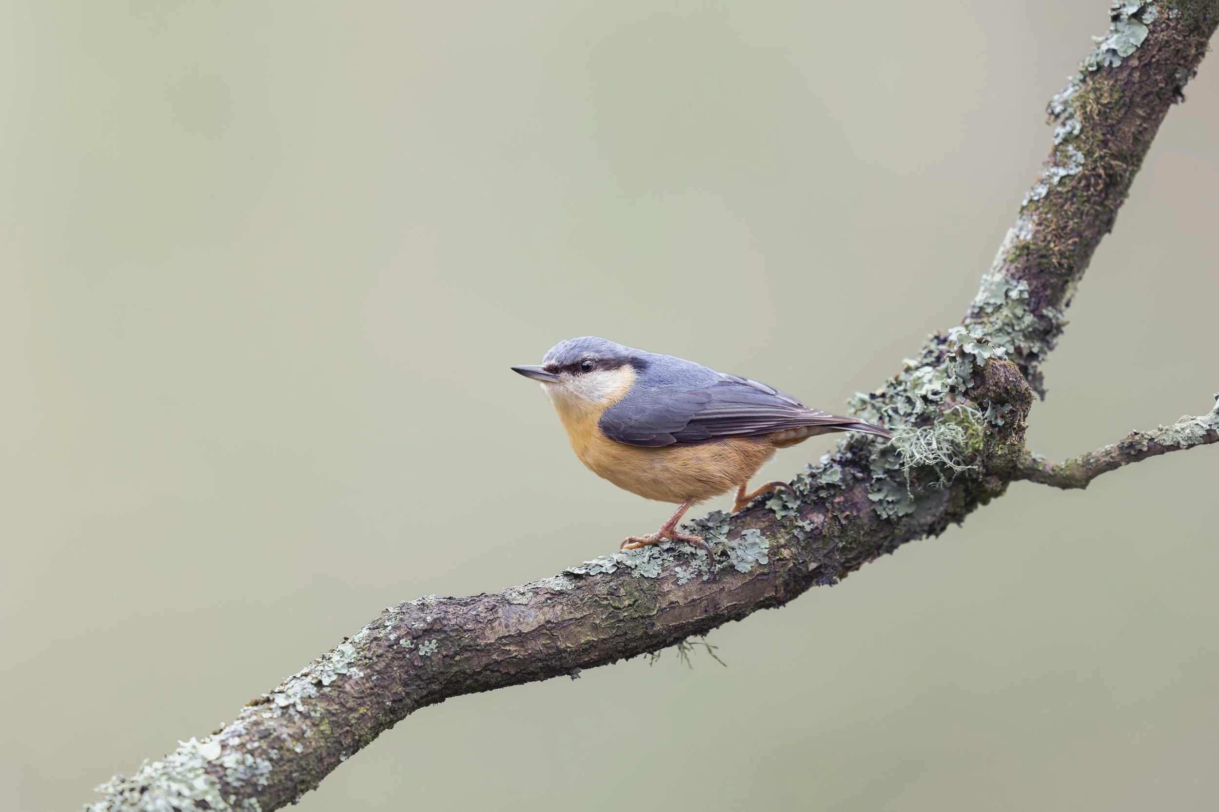 Nuthatch_A120307.jpg