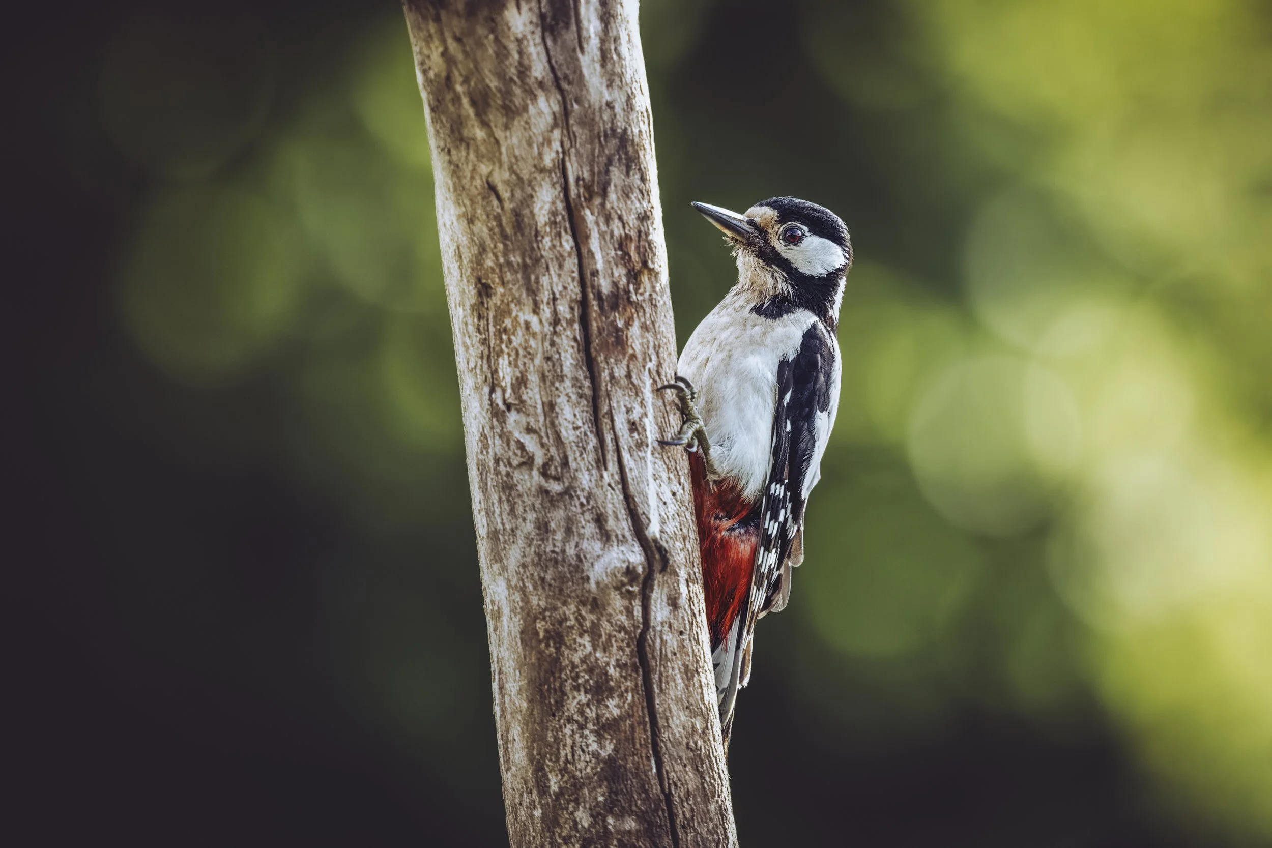 Great Spotted Woodpecker_Peter Spencer's Somerset Wildlife Hides (Kestrel Hide)_AR503336.jpg