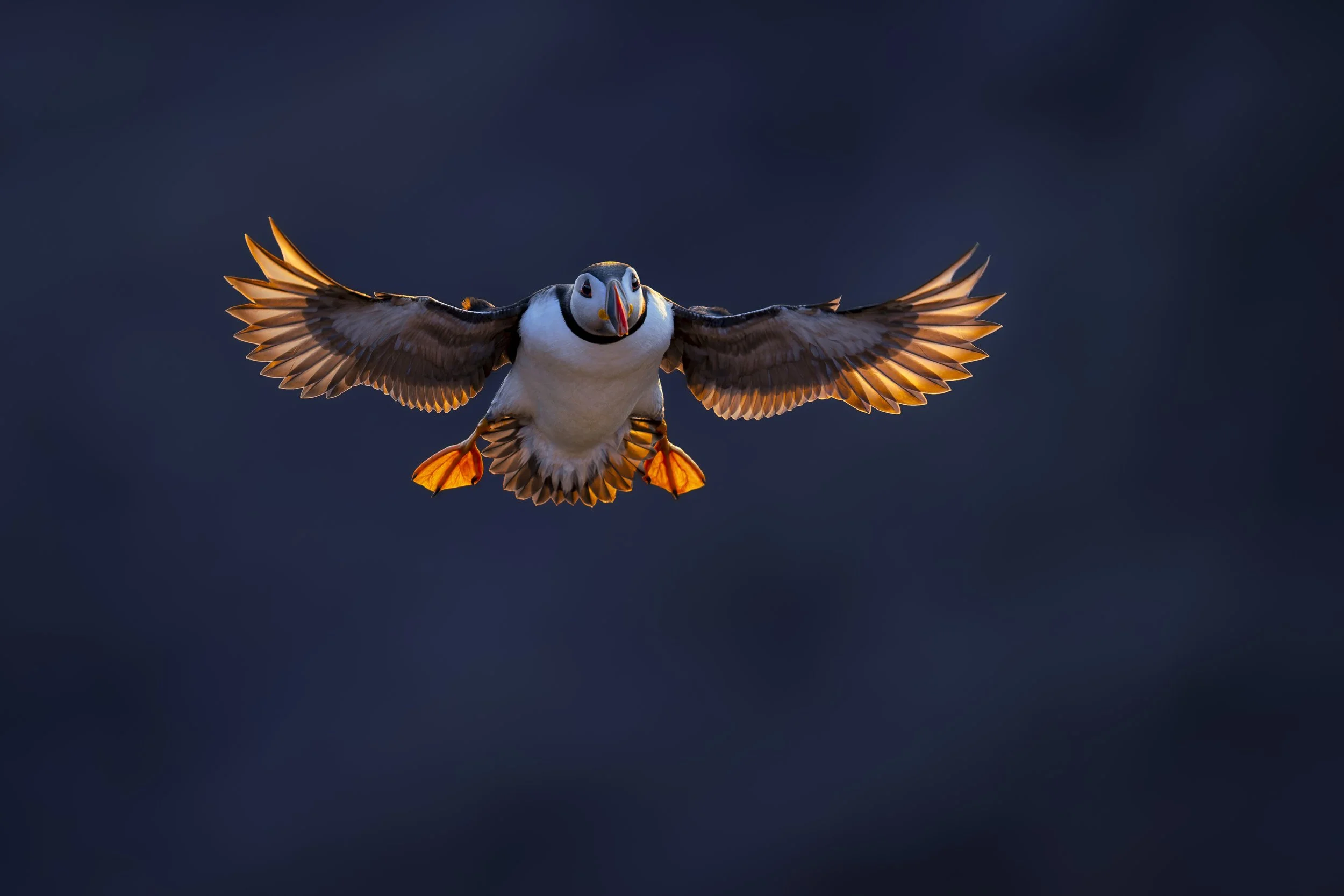 Puffin_Skomer Island_A124370.jpg
