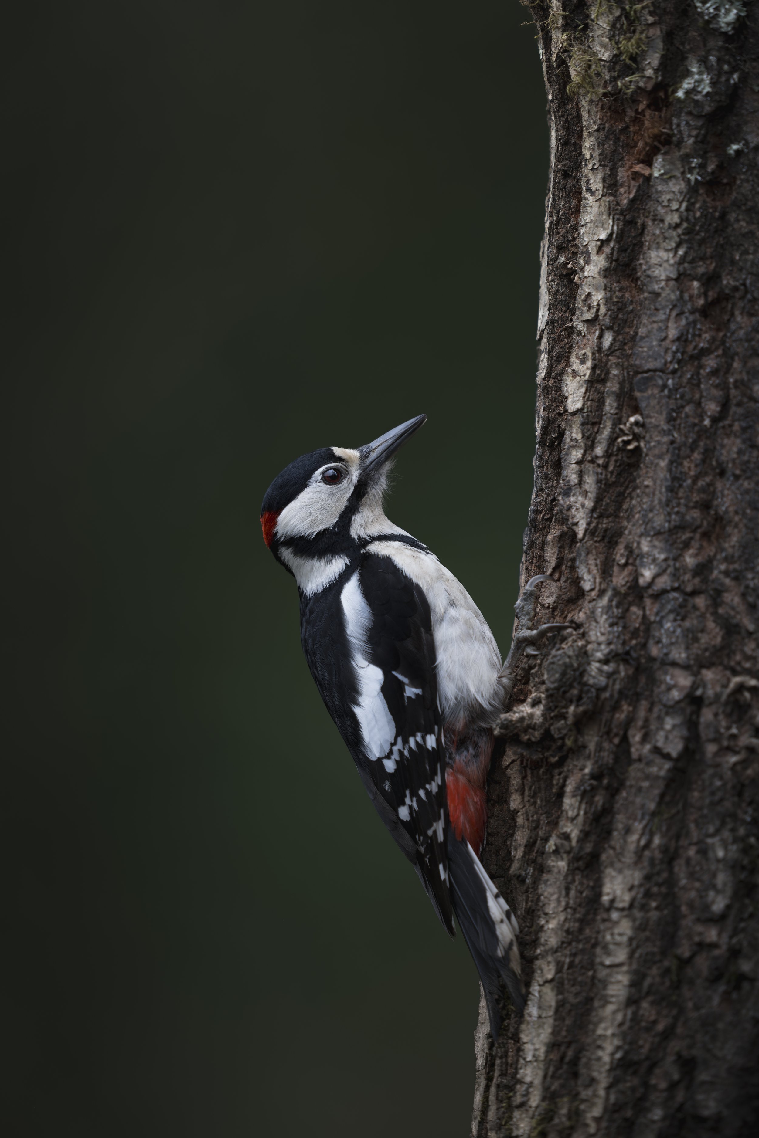 Great Spotted Woodpecker_Dean Mason's Windows on Wildlife Hide_A120102.jpg