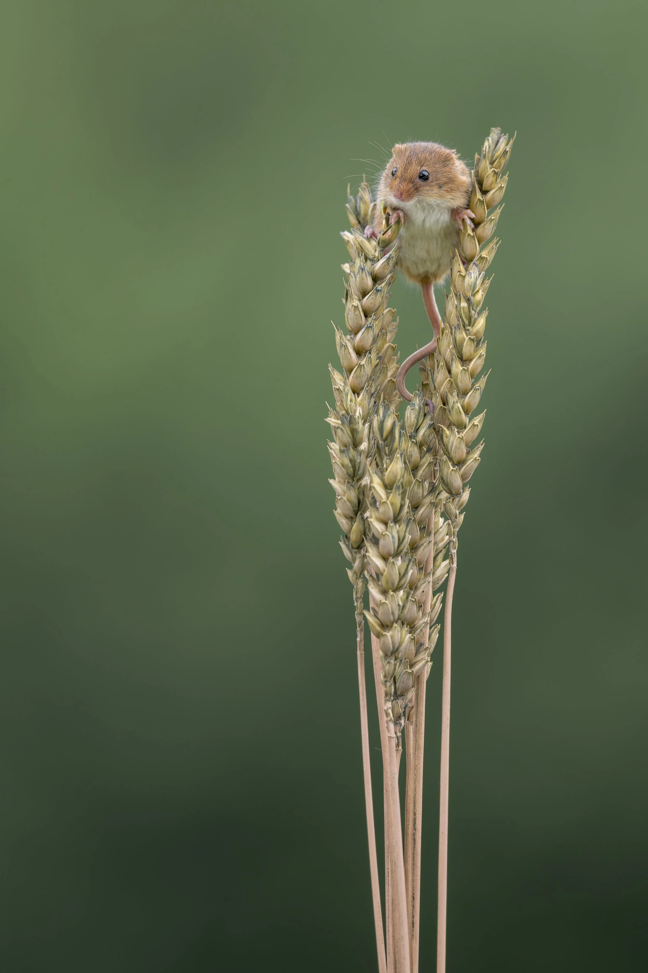 Harvest Mouse_Dean Mason's Windows on Wildlife Hide_AR507464.jpg