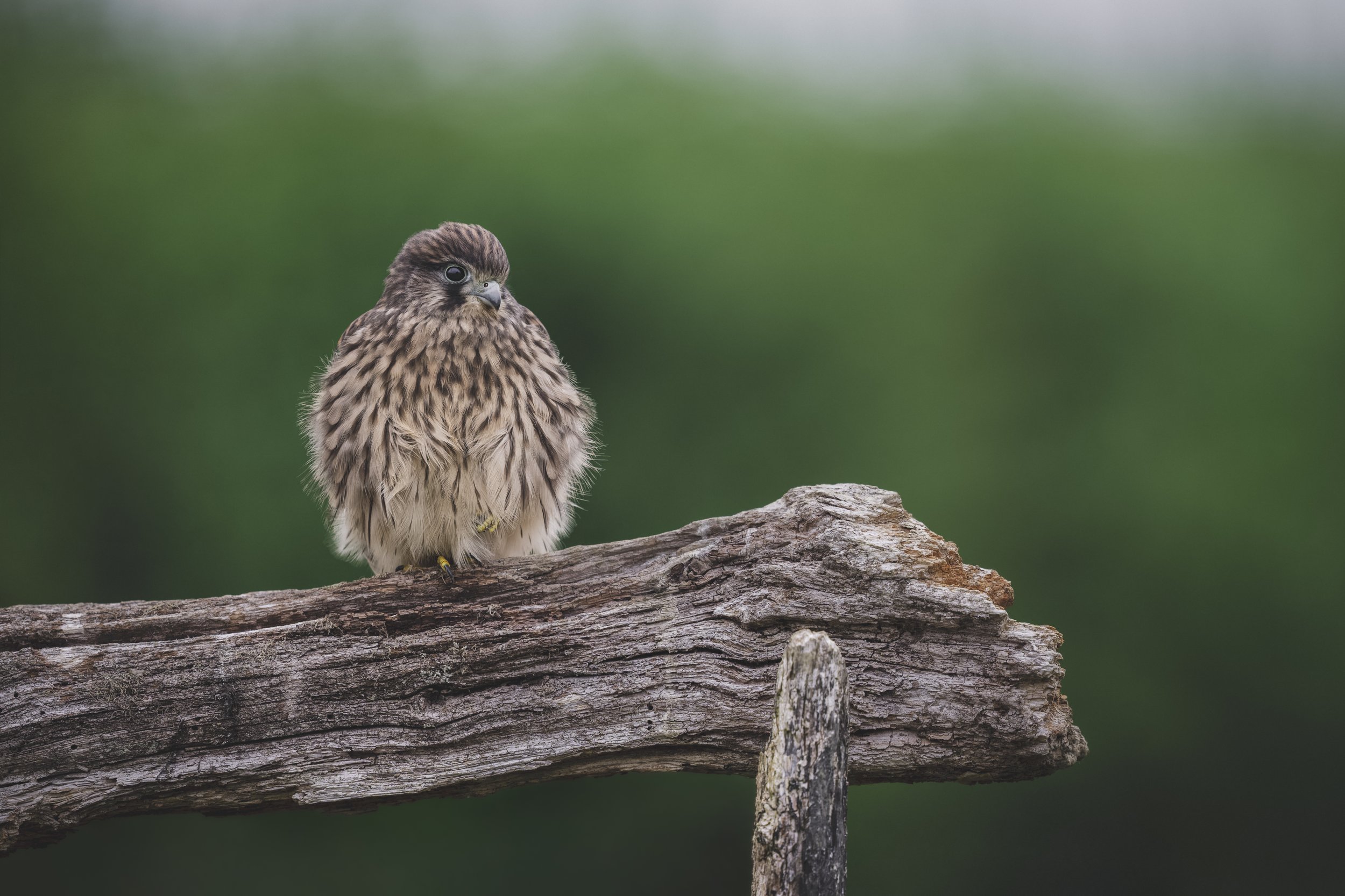 Kestrel
Falco tinnunculus