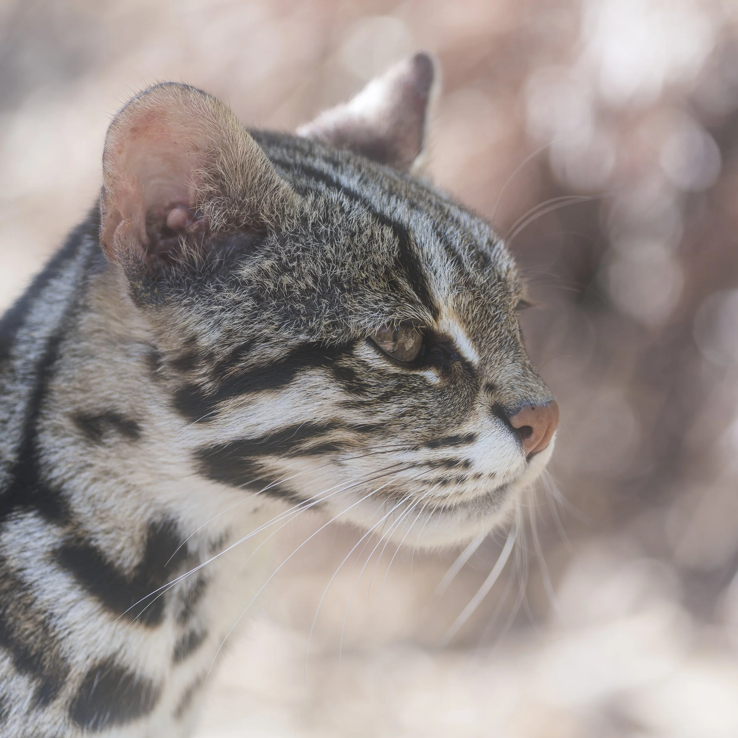 Leopard Cat
Axe Valley Wildlife Park