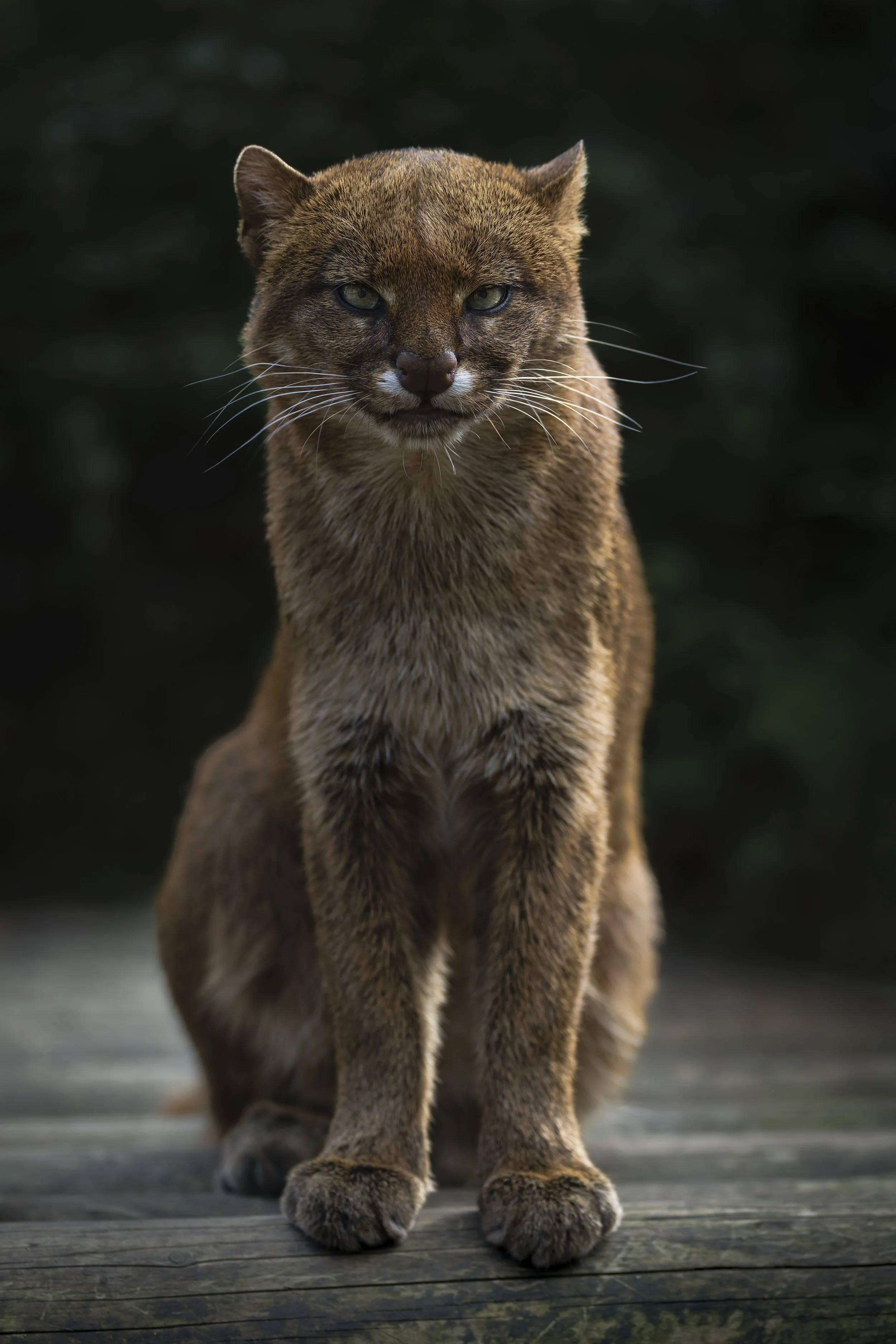 Jaguarundi
Axe Valley Wildlife Park