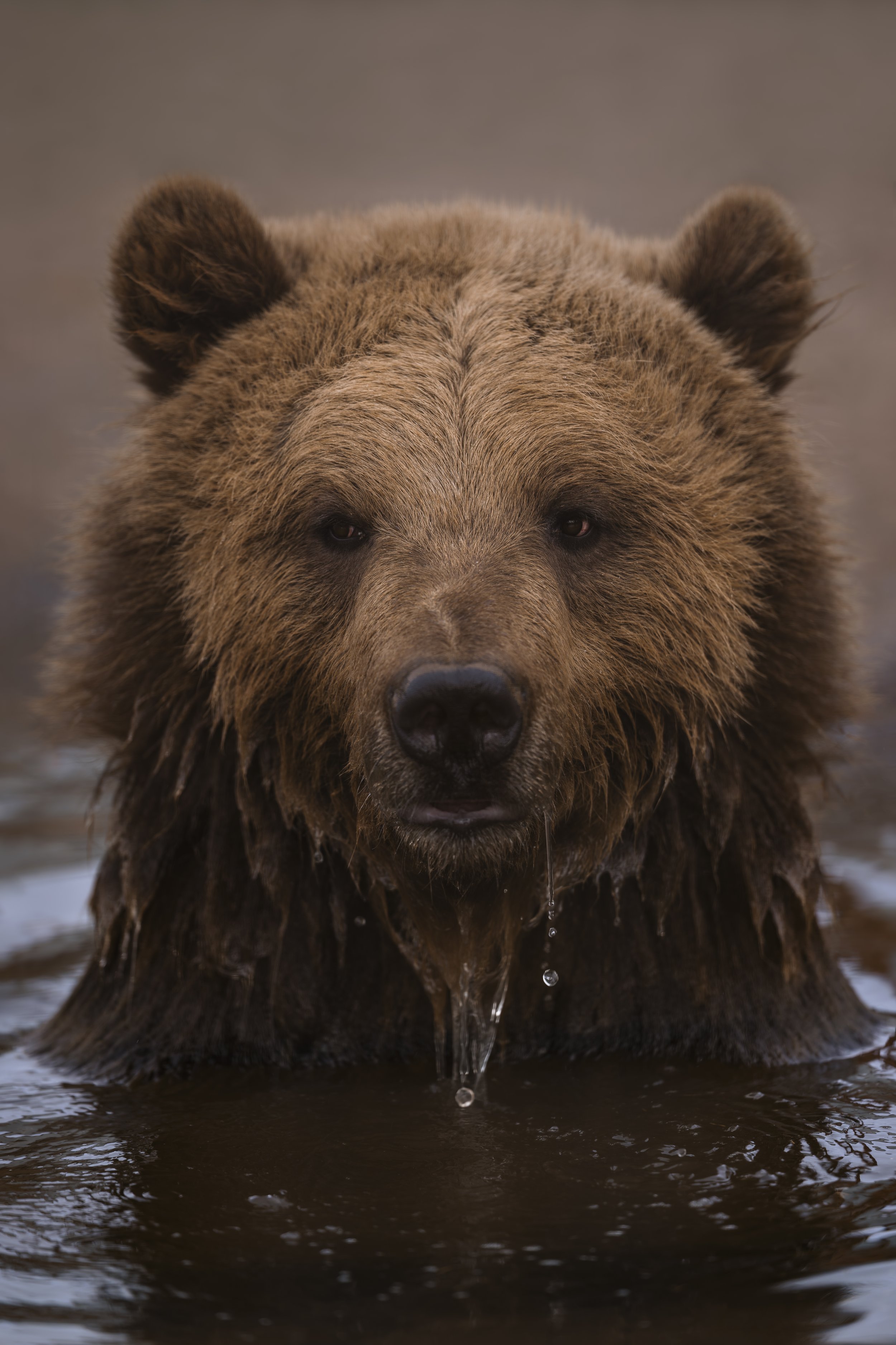 Brown Bear
Wildwood Devon