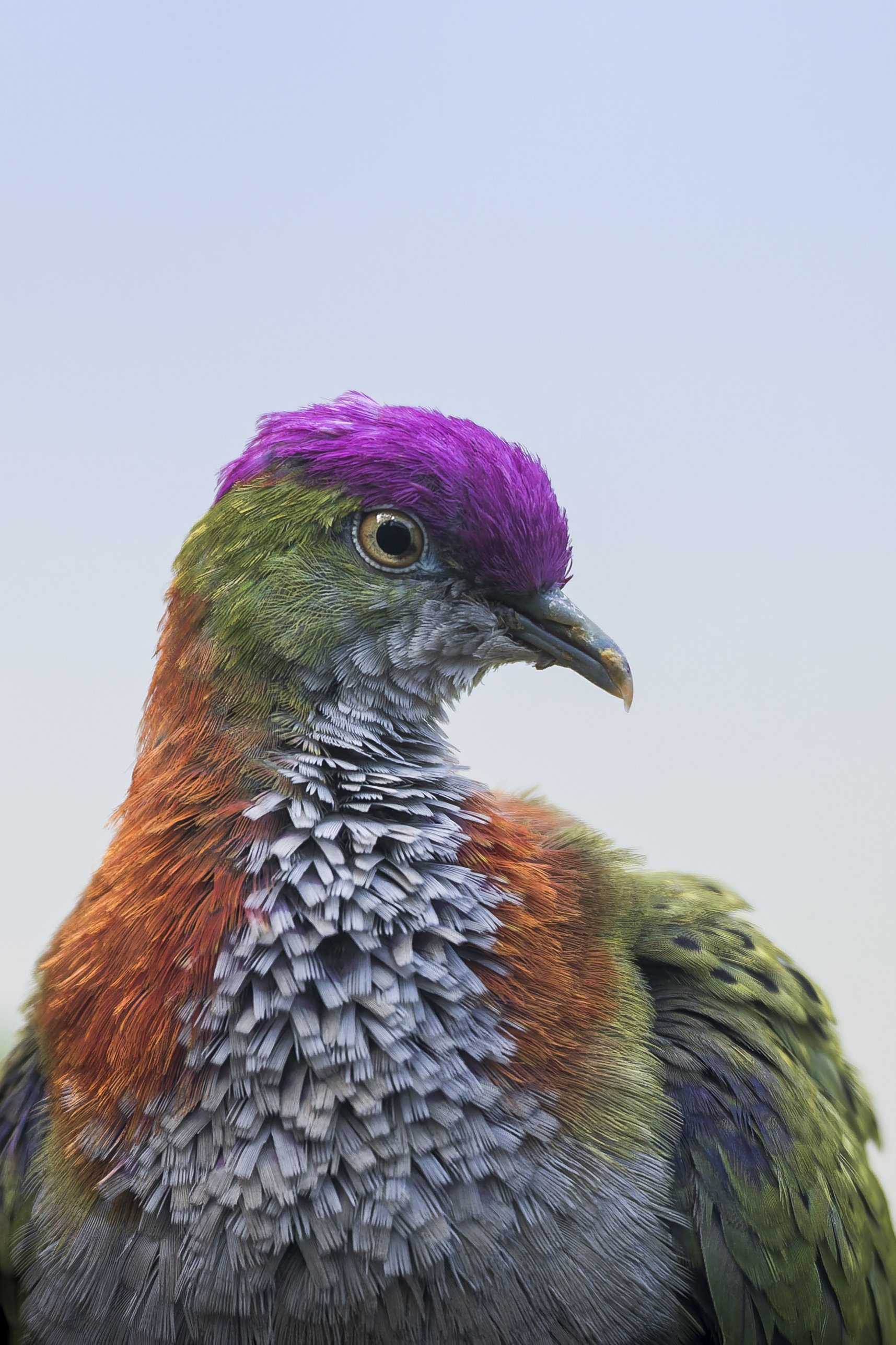 Superb Fruit Dove
Newquay Zoo