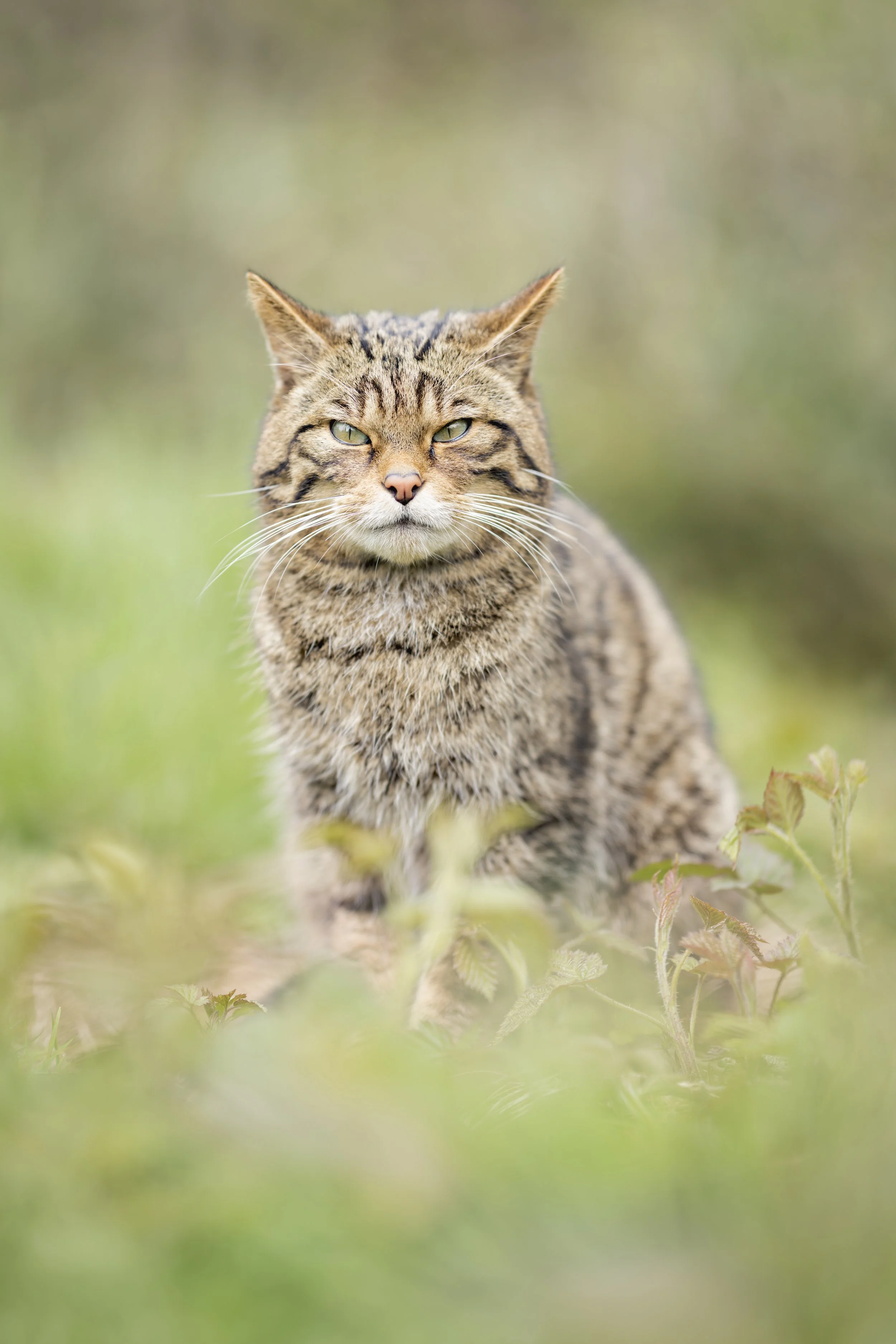Scottish Wildcat_Westcountry Wildlife Photography Centre_AR503066.jpg