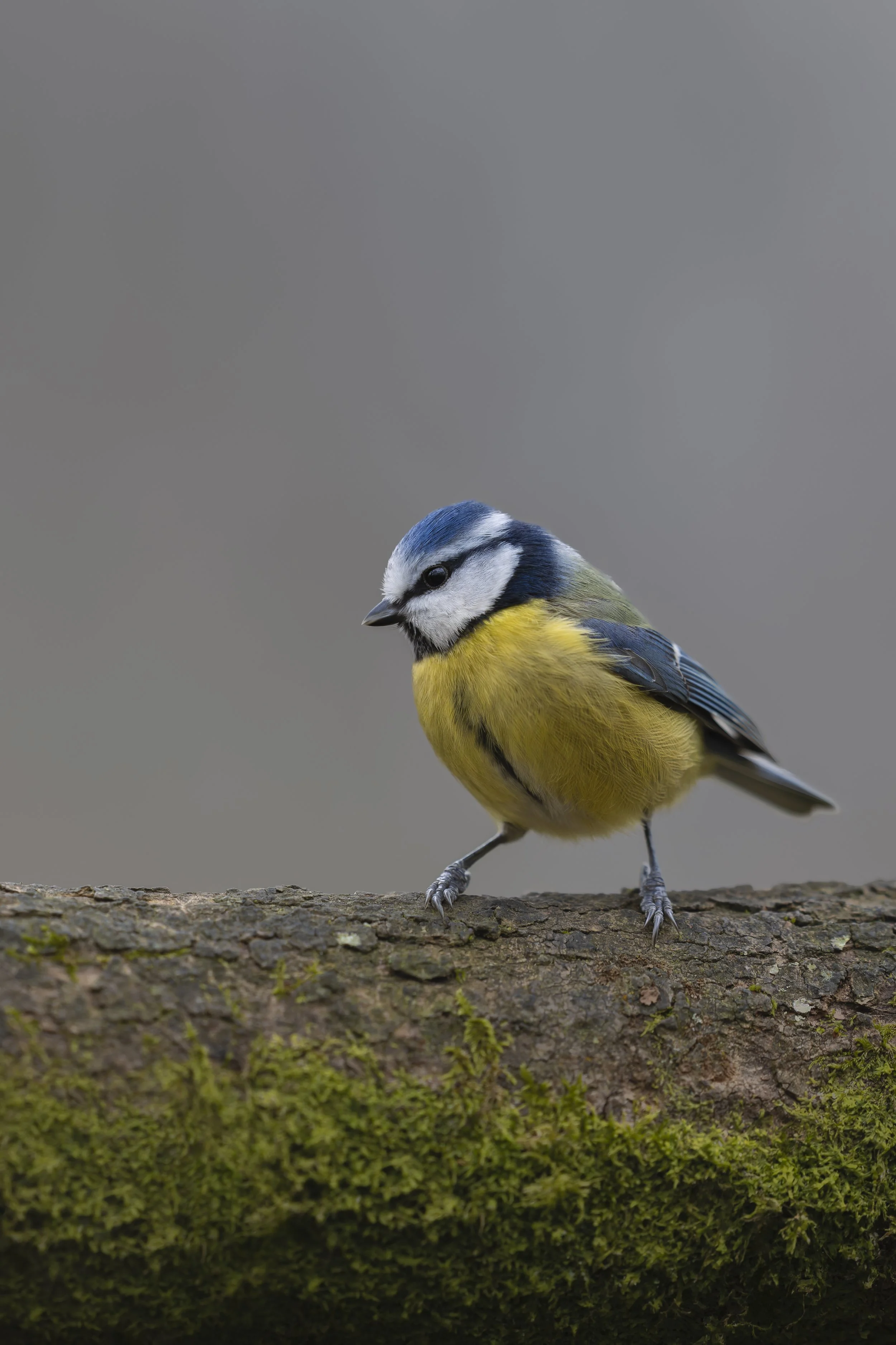 Blue Tit_A121223.jpg