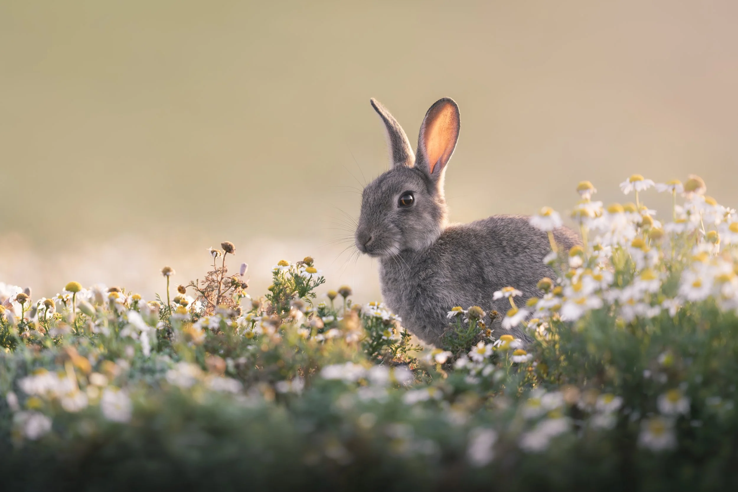 Rabbit_Skomer Island_A123593.jpg