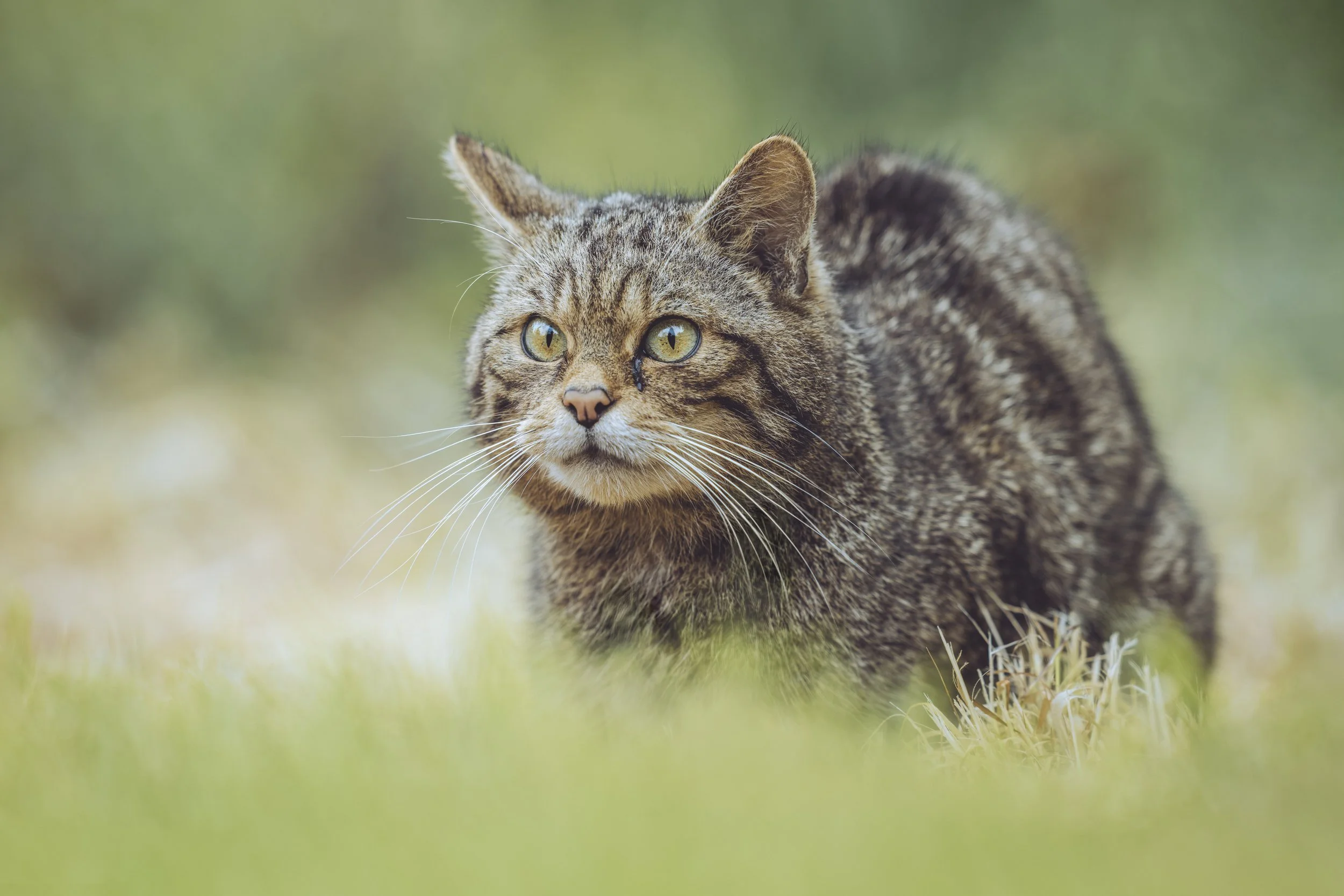 Scottish Wildcat_Westcountry Wildlife Photography Centre_AR502009.jpg
