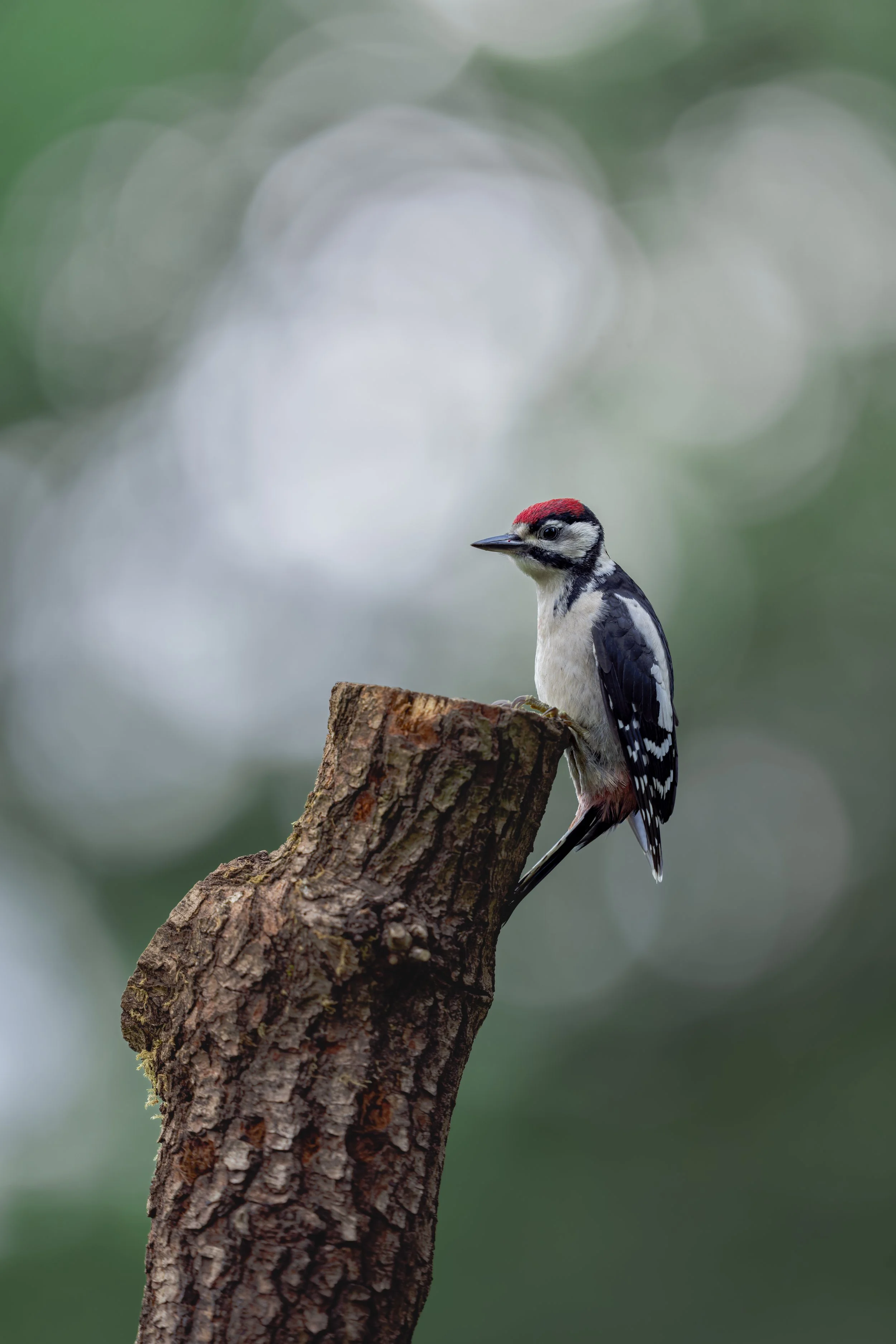 Great Spotted Woodpecker_Dean Mason's Windows on Wildlife Hide_A120204.jpg