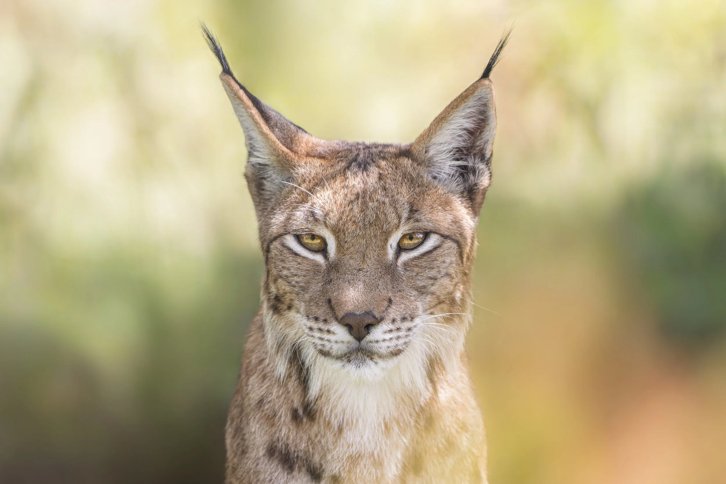 Eurasian Lynx
Westcountry Wildlife Photography Centre