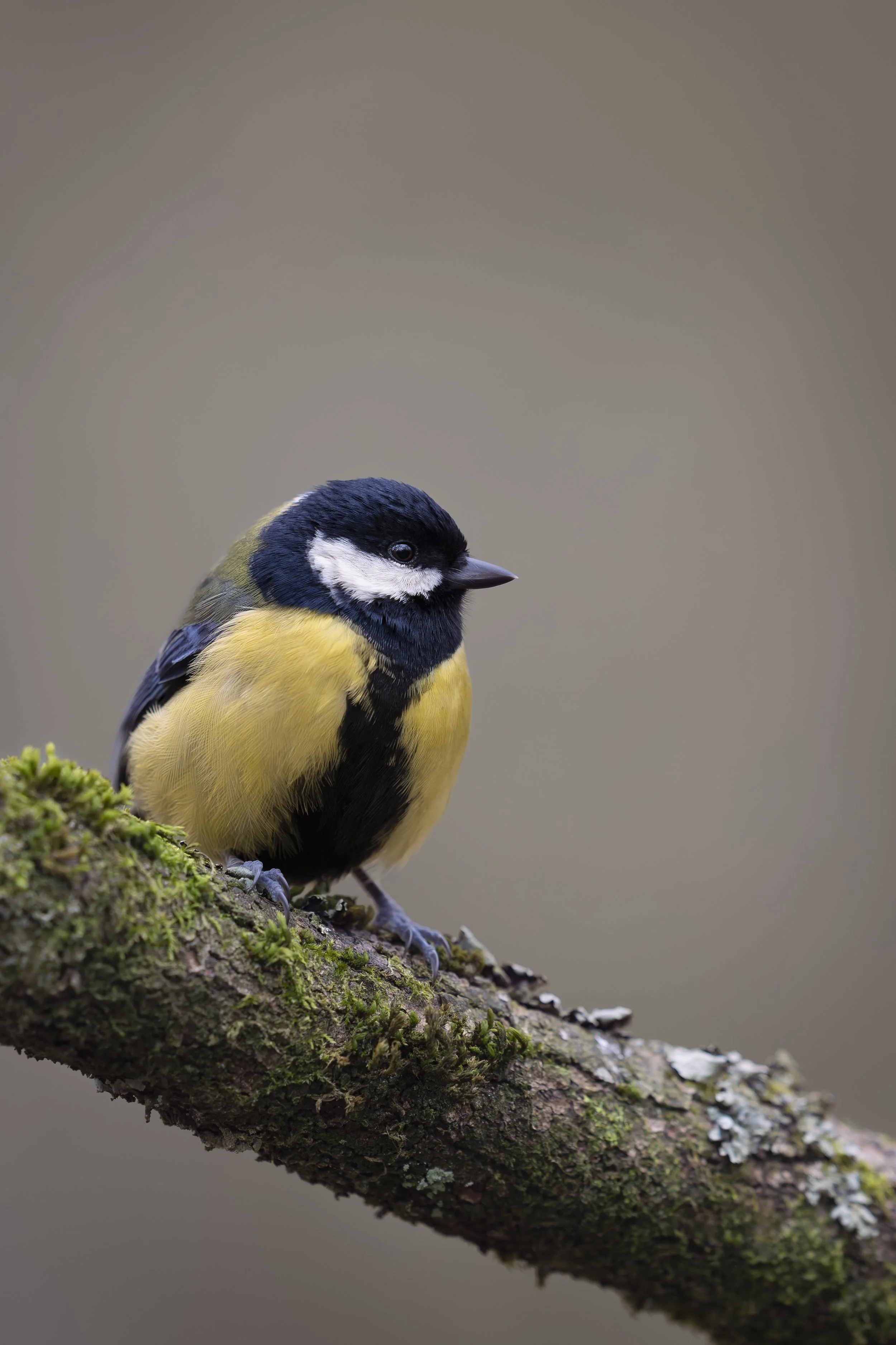 Great Tit_A121577.jpg
