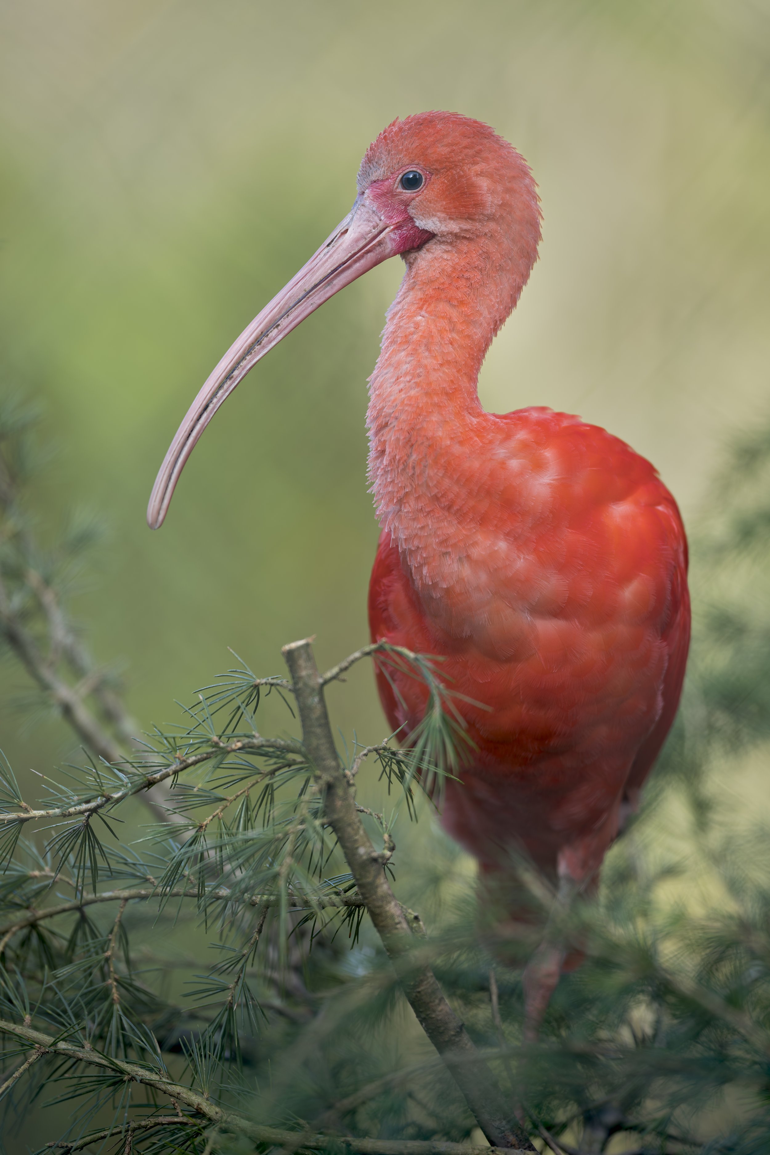 Scarlet Ibis
Exmoor Zoo