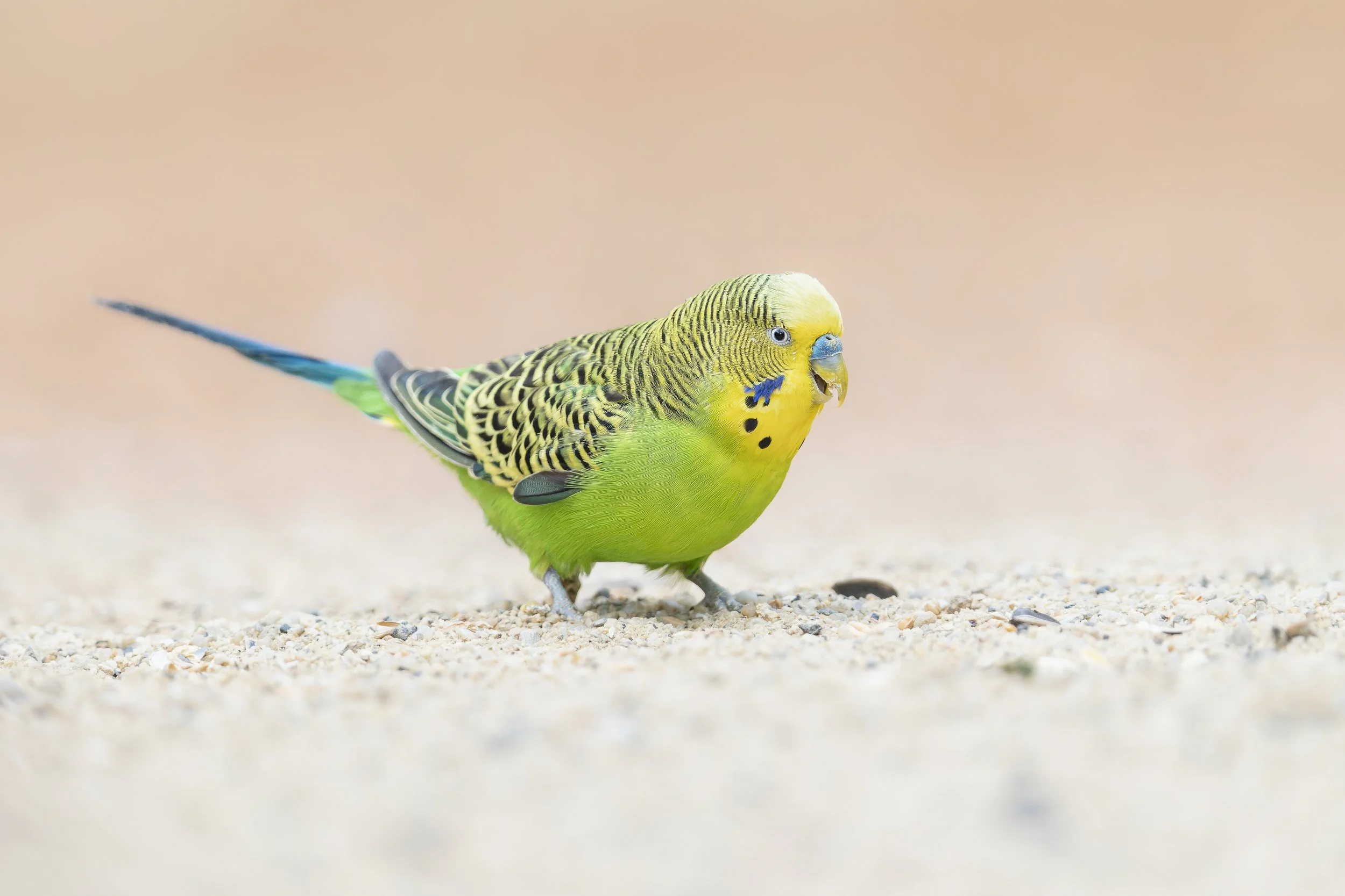 Budgerigar
Paignton Zoo