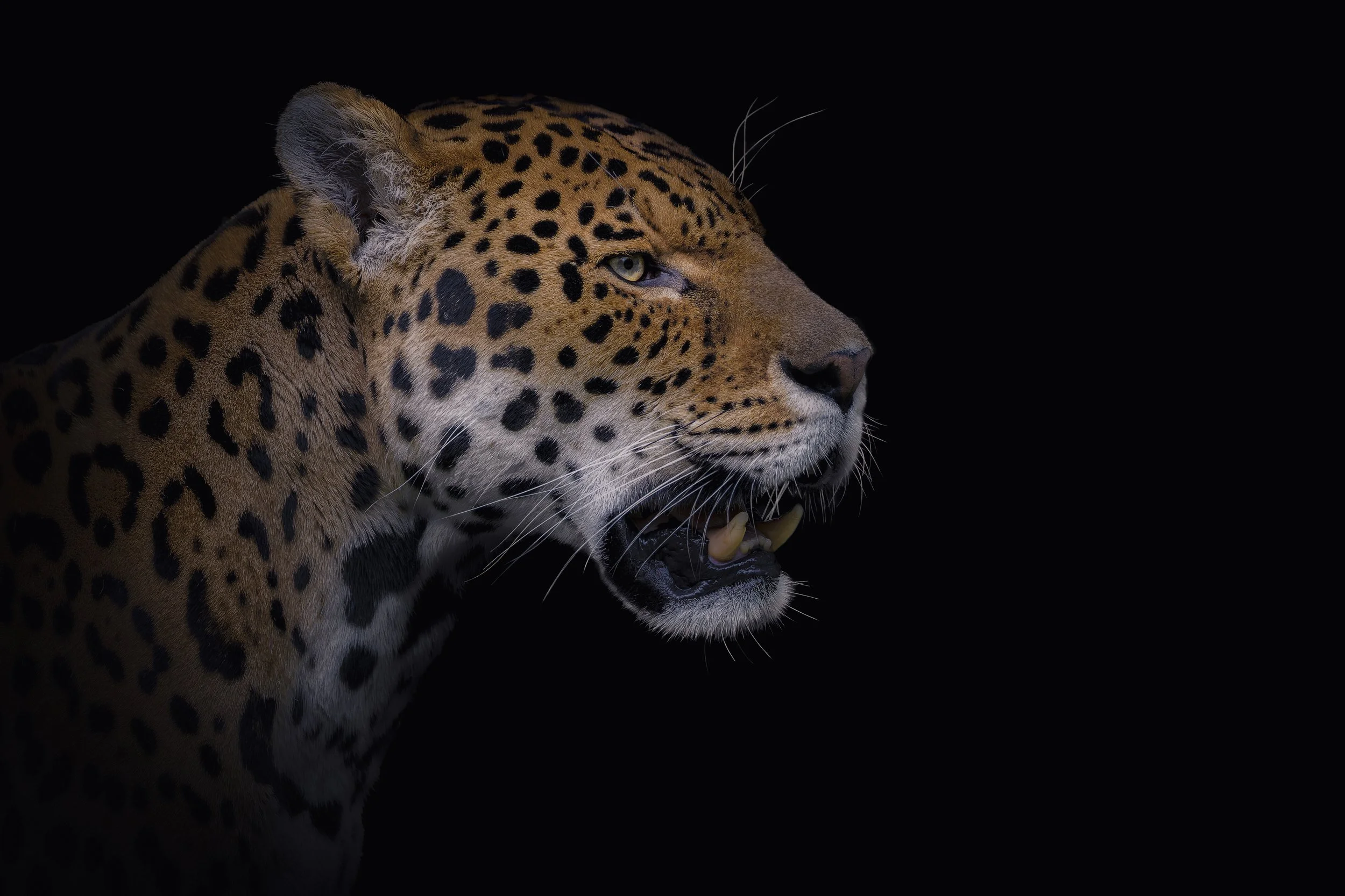 Jaguar
Dartmoor Zoo
