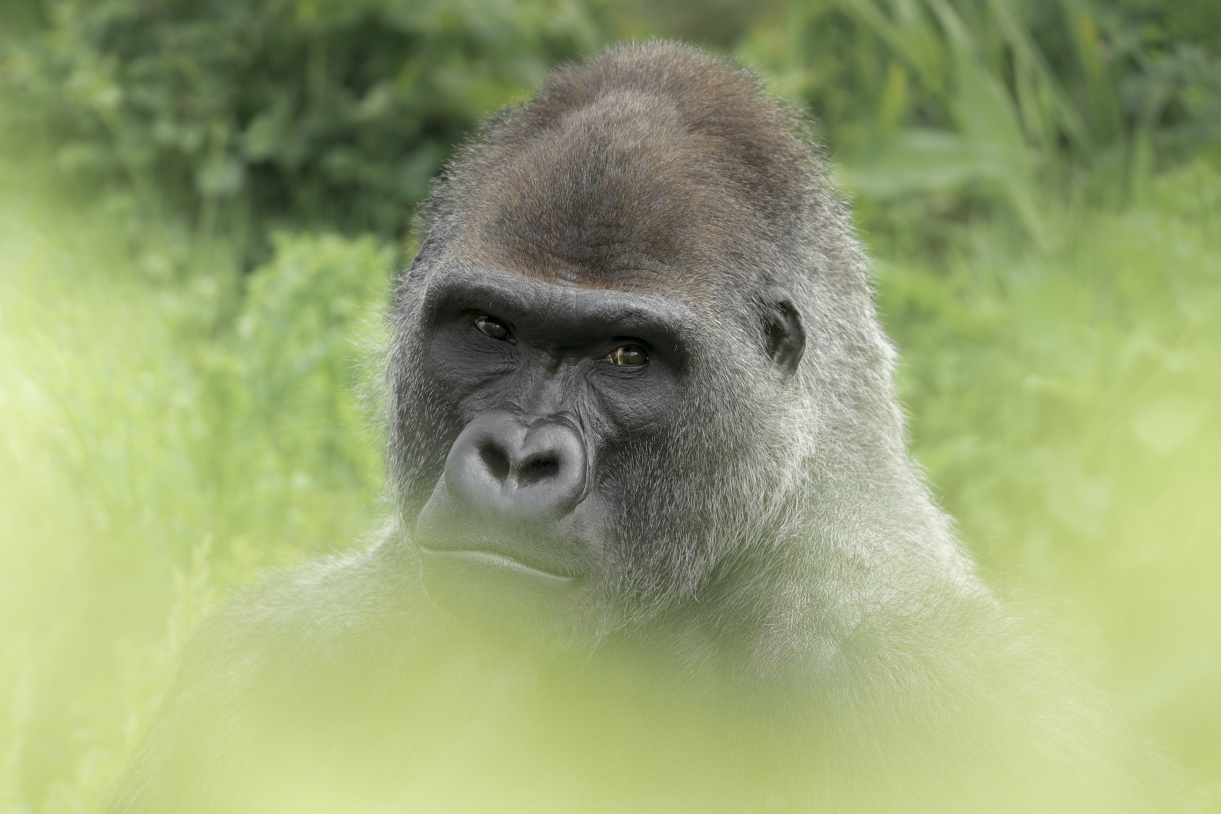 Western Lowland Gorilla
Paignton Zoo