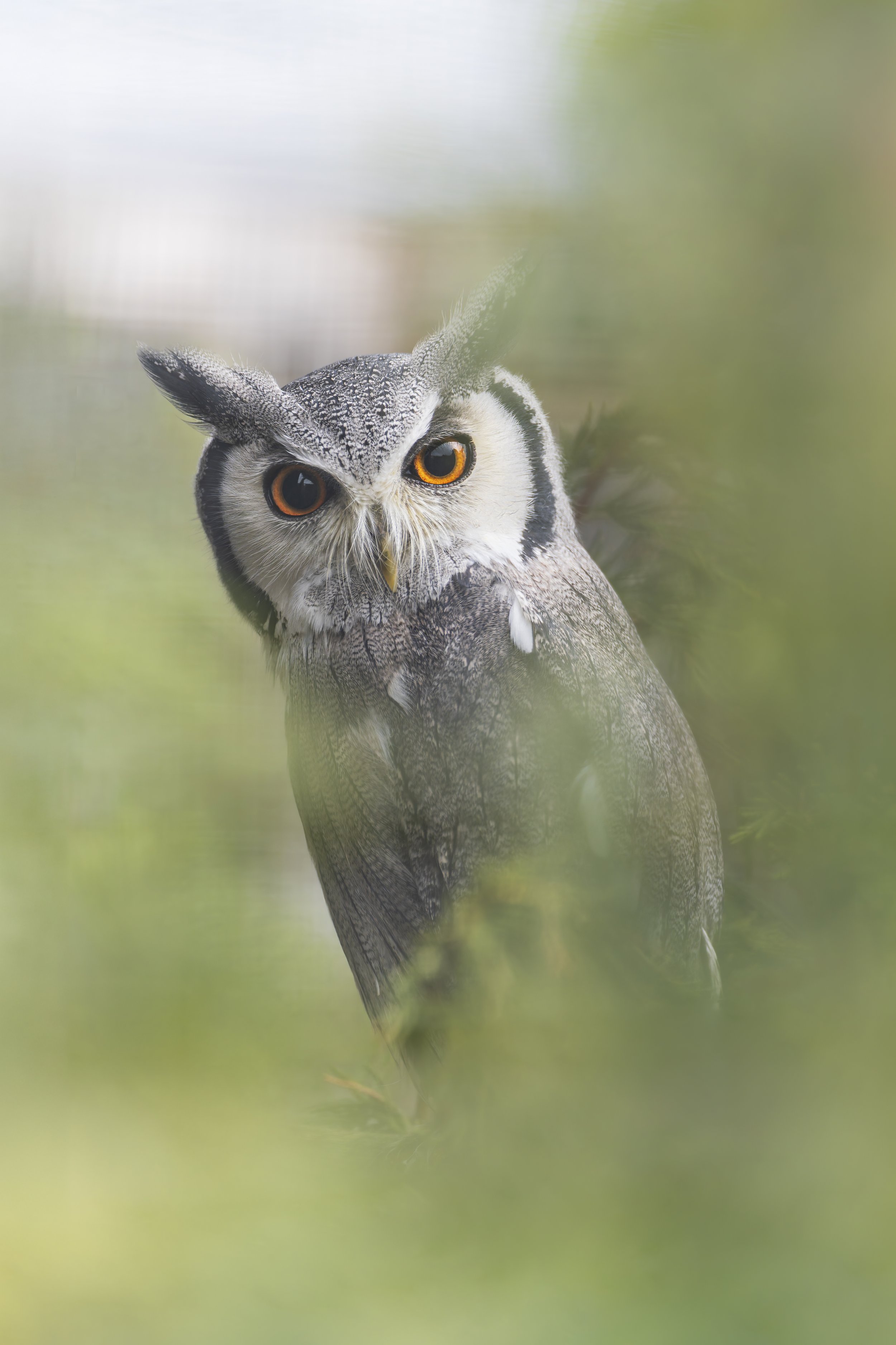 White-Faced Scops Owl
Axe Valley Wildlife Park