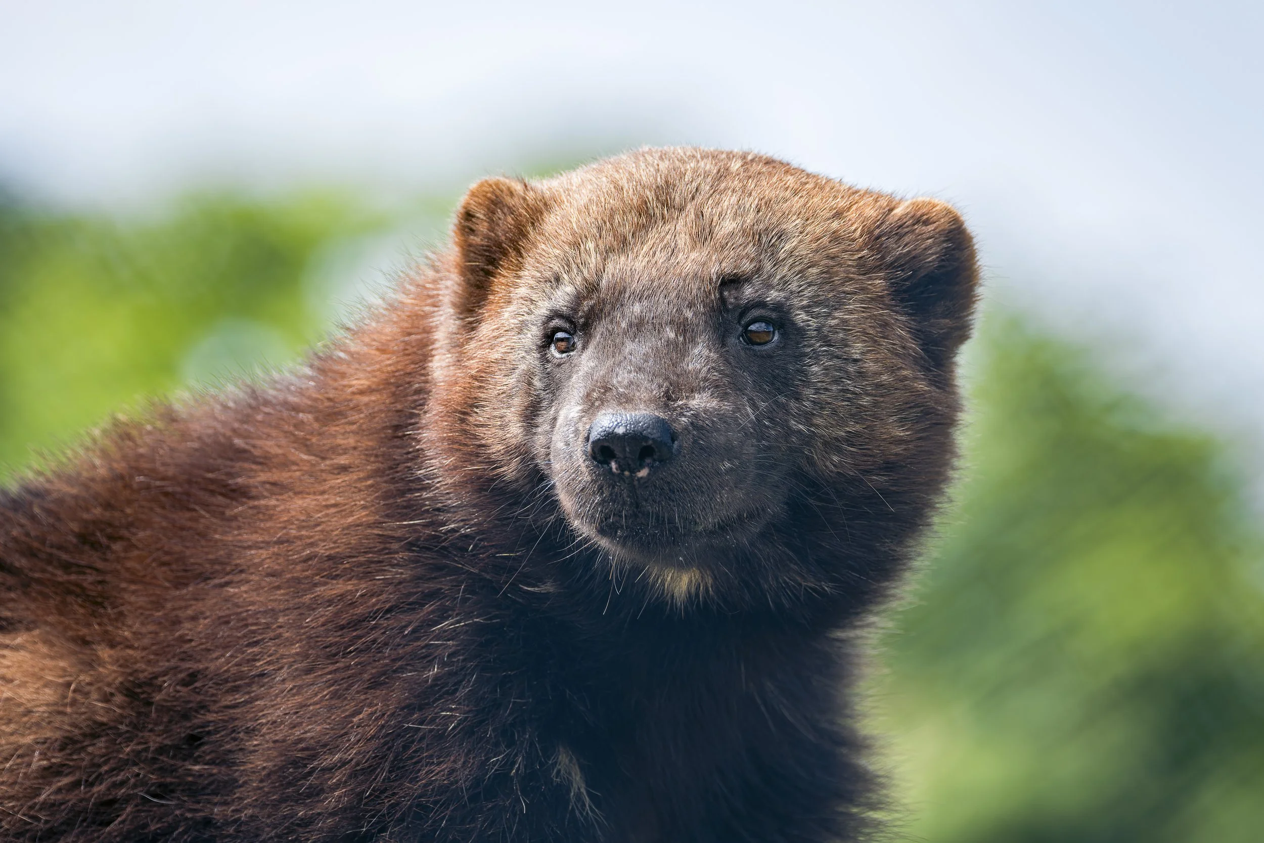 Wolverine
Exmoor Zoo