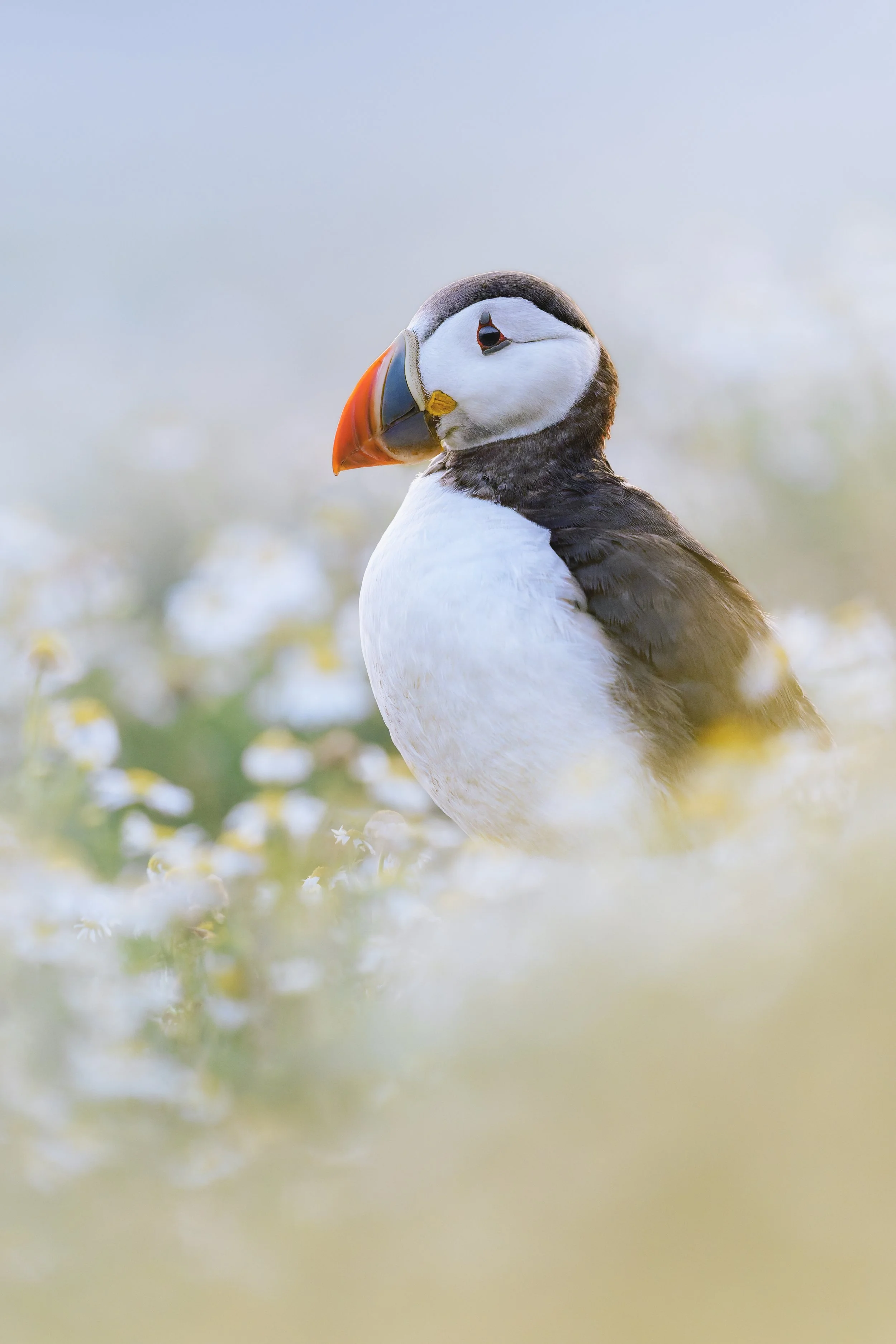 Puffin_Skomer Island_A123220.jpg