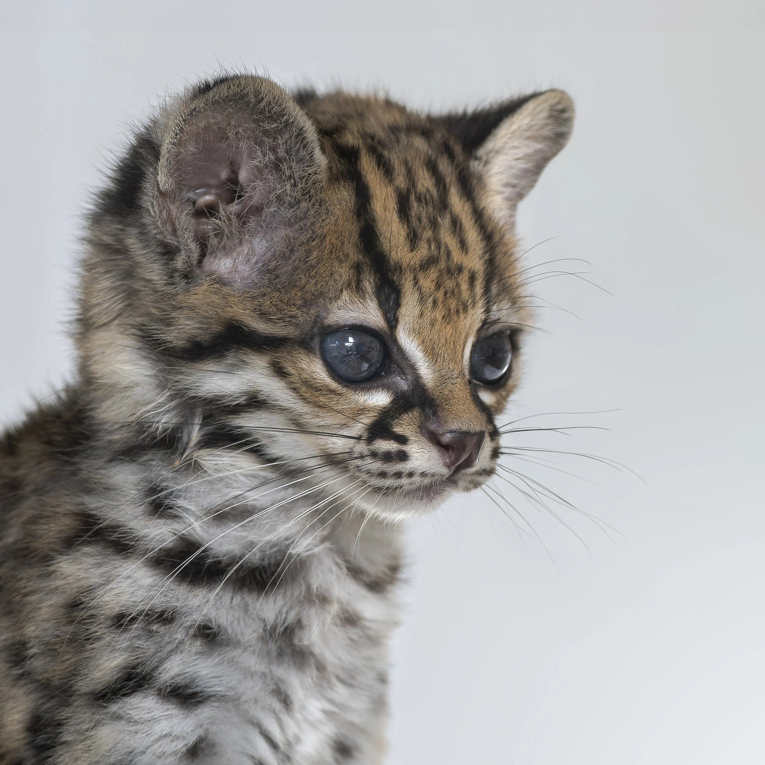 Margay Kitten
Exmoor Zoo