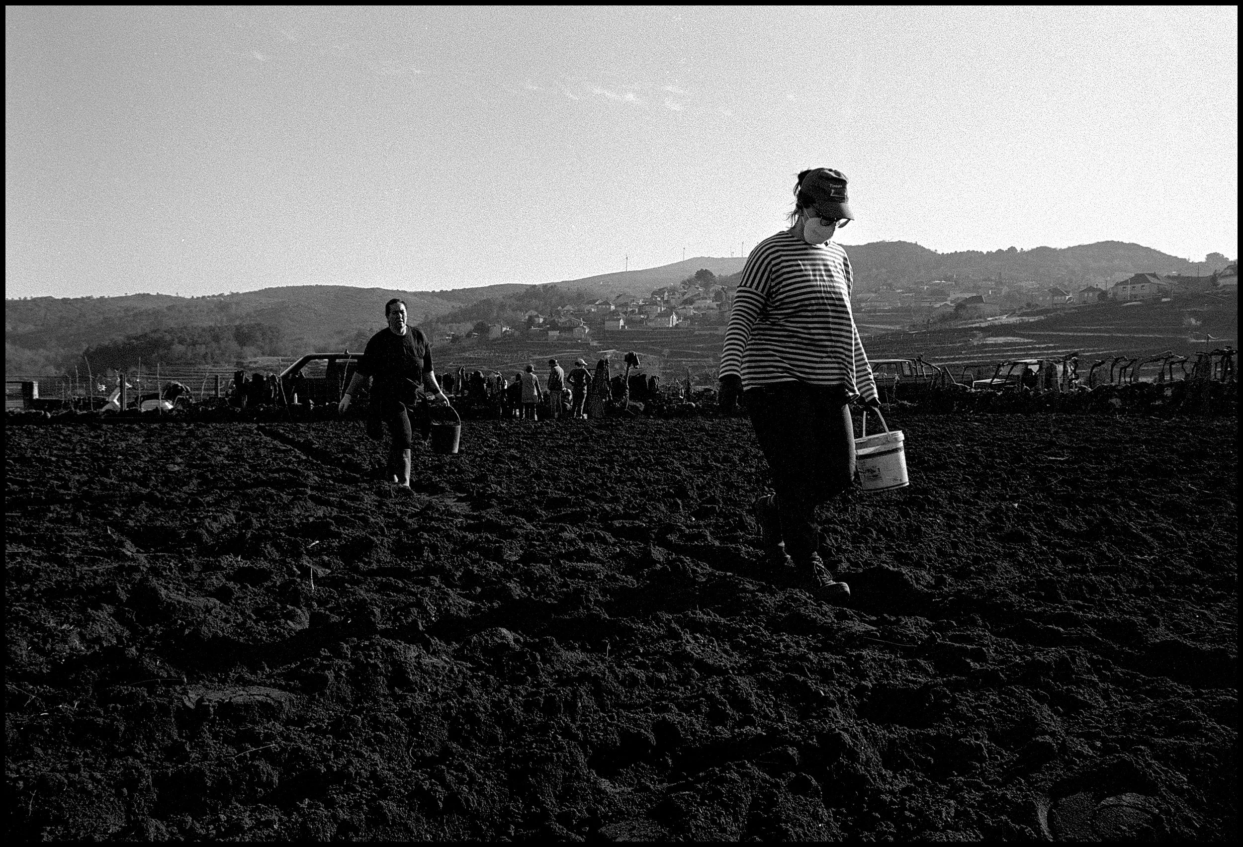 Two women from the village planting potatoes. Viana do Castelo, Portugal. 2025.
