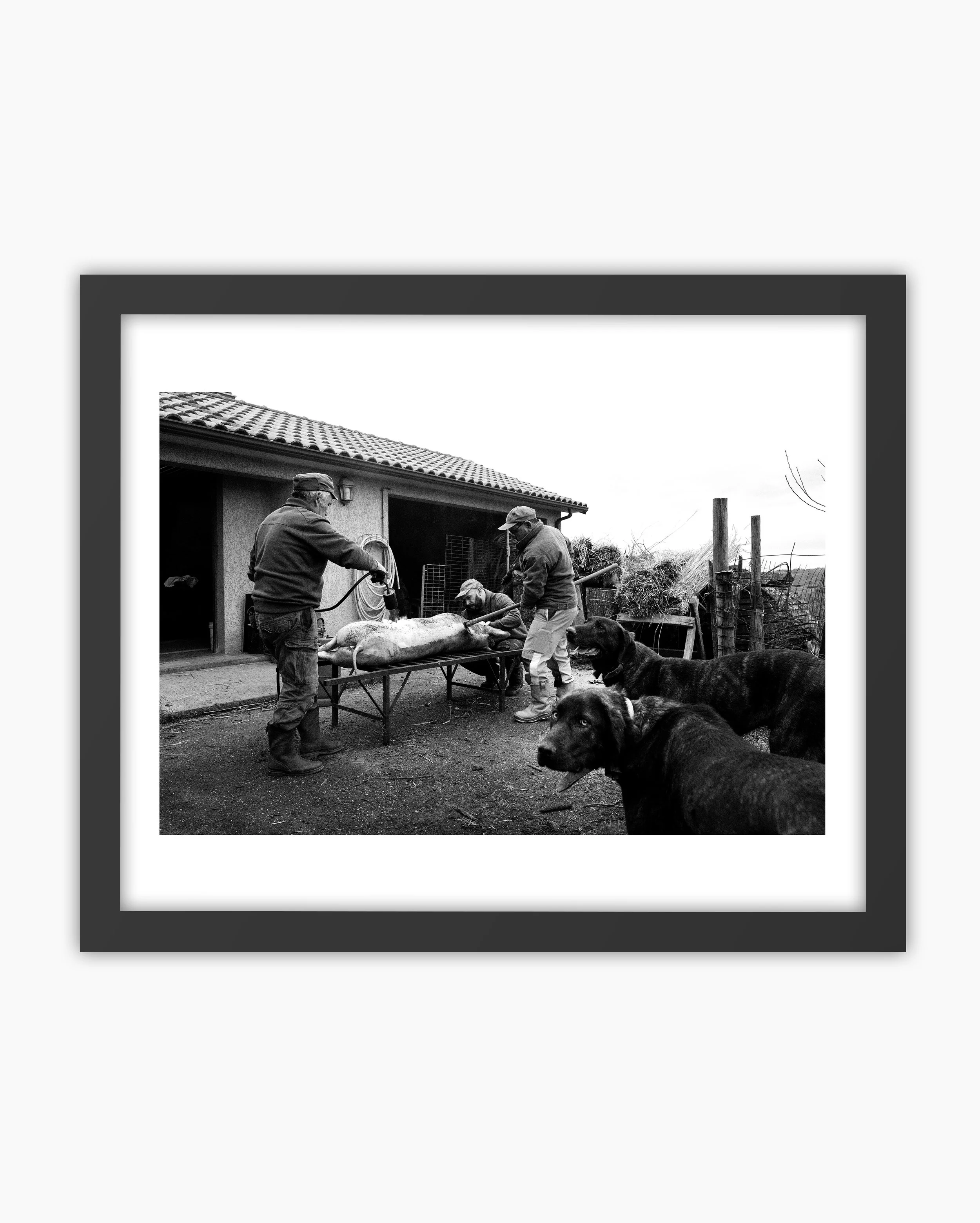 03. Traditional pig slaughter. Viana do Castelo, Portugal. 2024..jpg