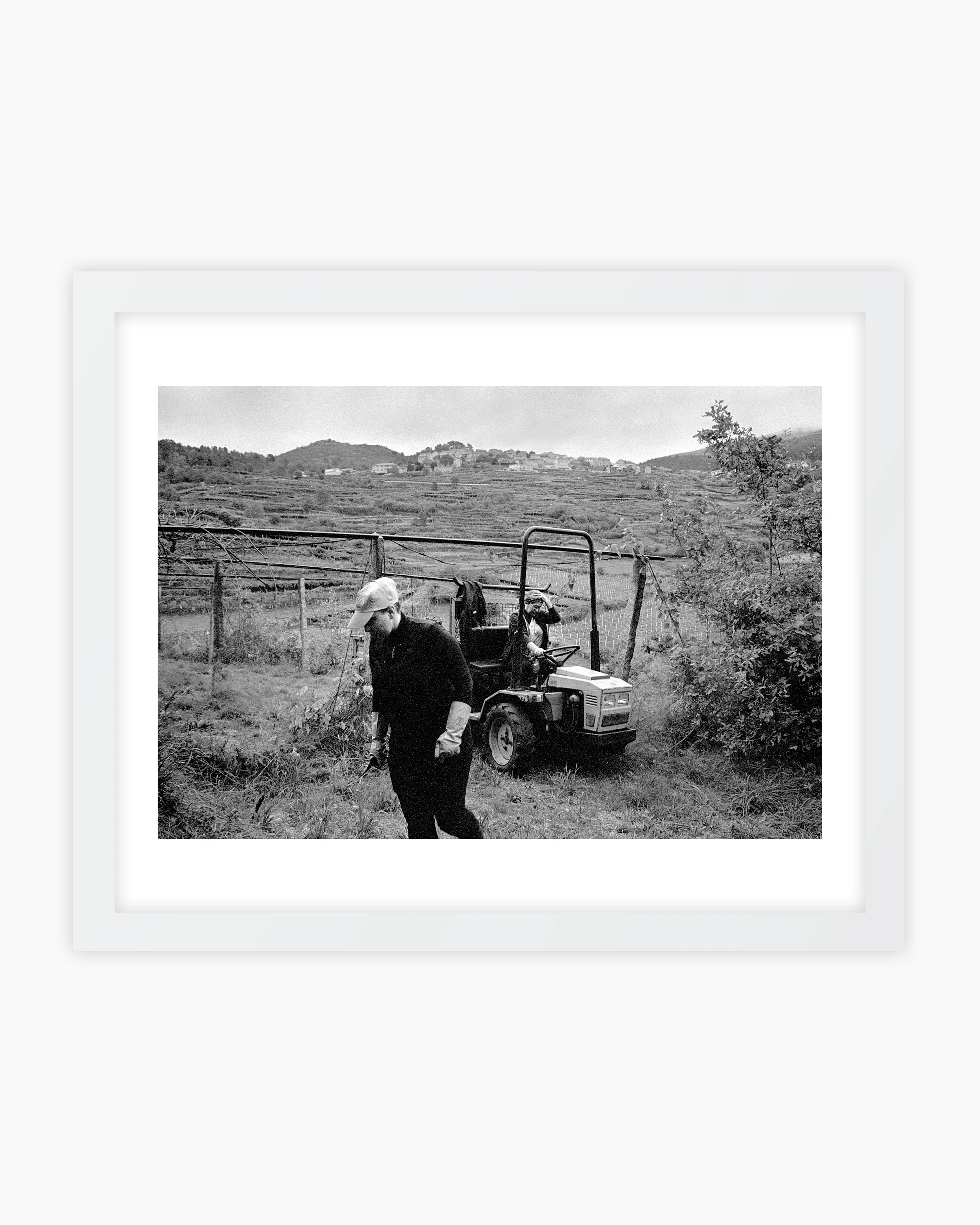 04. Grape Harvest Season. Viana do Castelo, Portugal. 2025..jpg