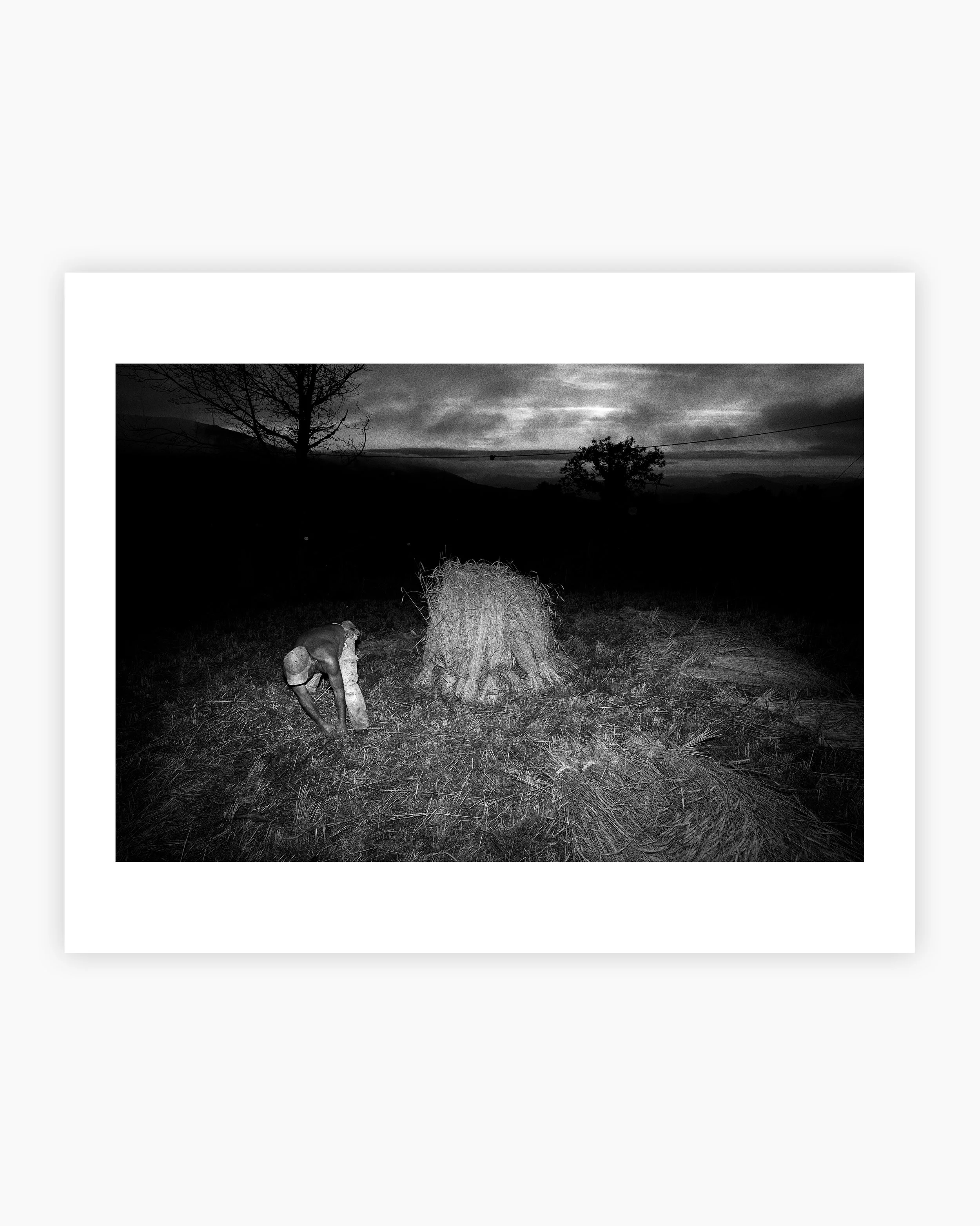 A man is harvesting rye. Viana do Castelo, Portugal. 2024.