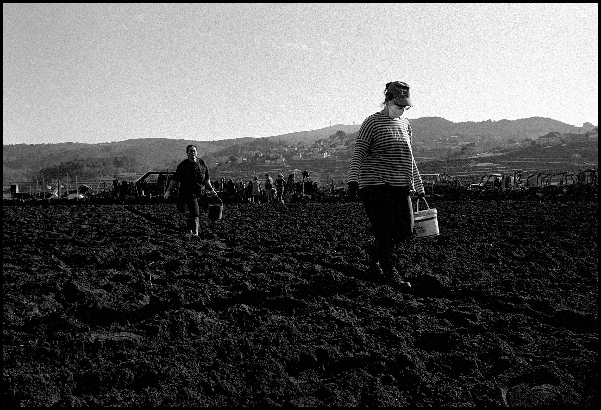 Two women from the village planting potatoes. Viana do Castelo, Portugal. 2025.