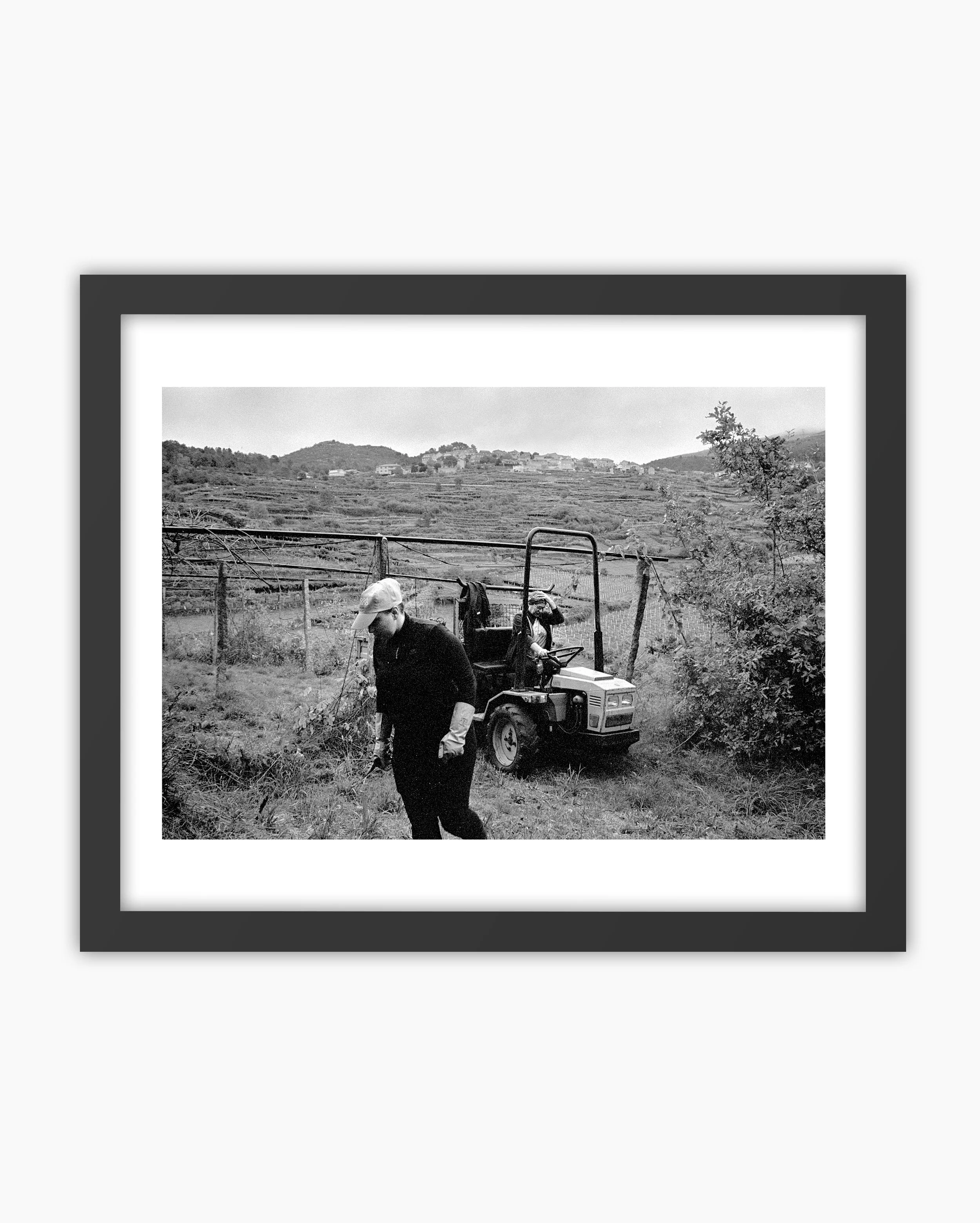 03. Grape Harvest Season. Viana do Castelo, Portugal. 2025..jpg