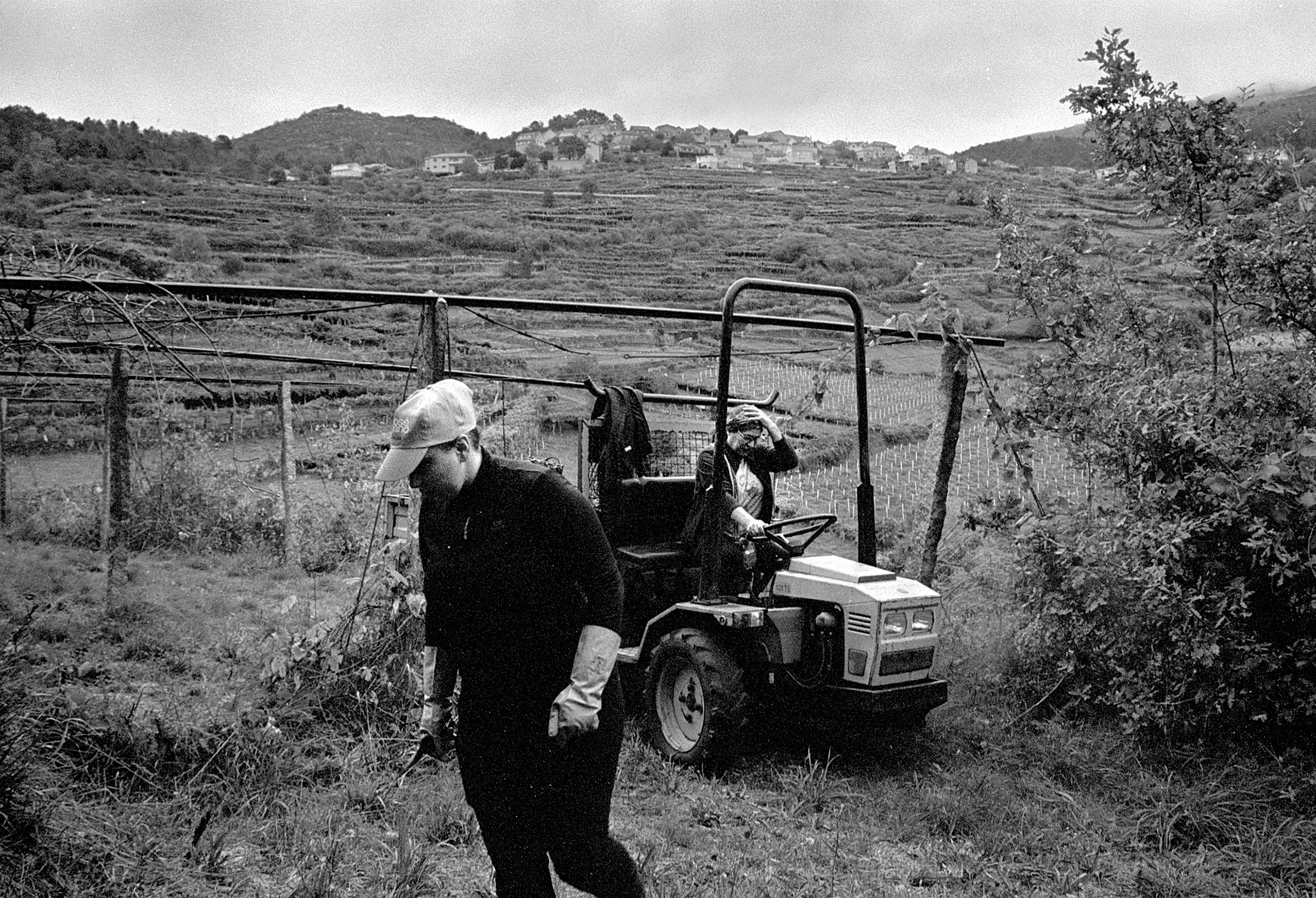 Grape Harvest Season. Viana do Castelo, Portugal. 2025.
