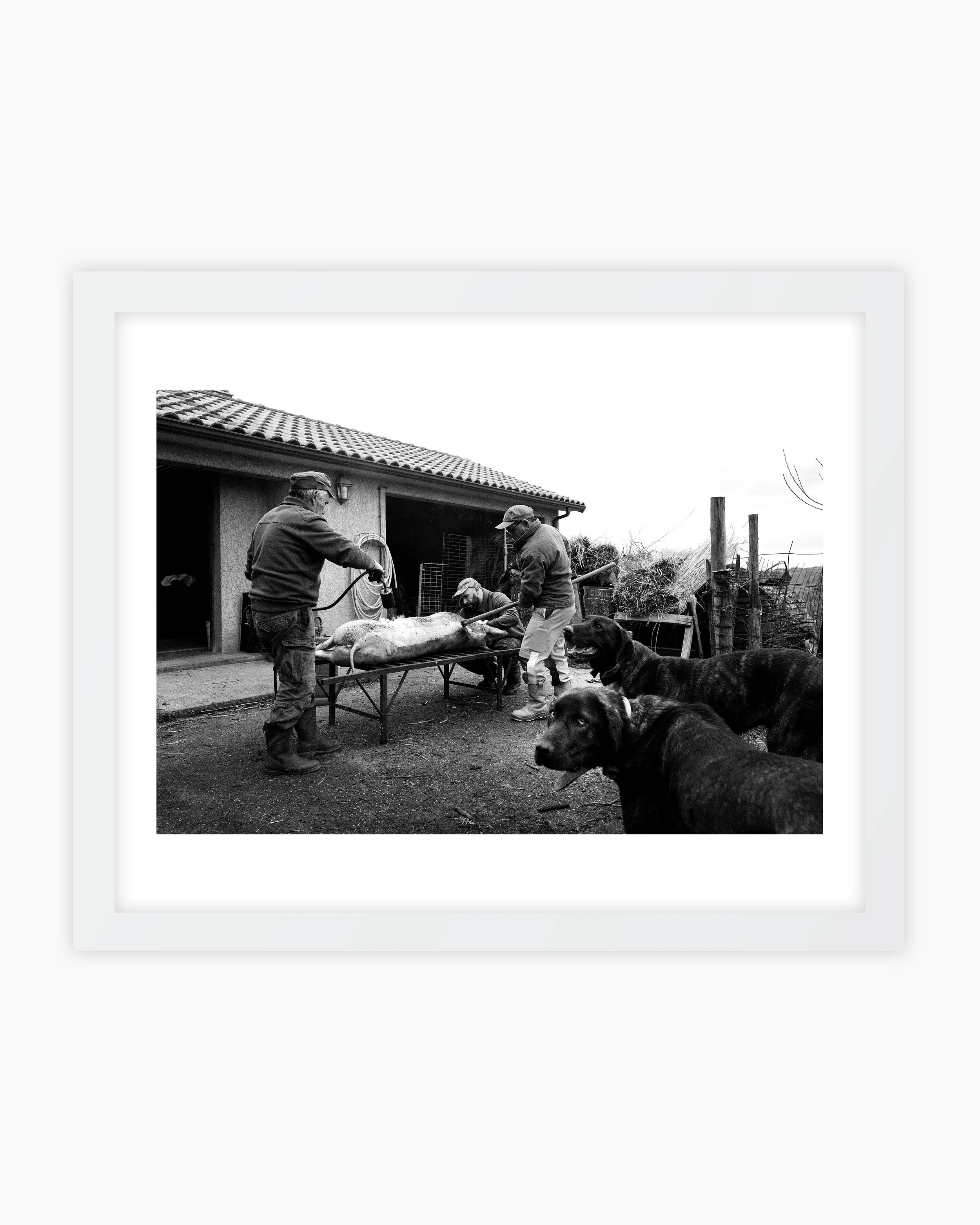 04. Traditional pig slaughter. Viana do Castelo, Portugal. 2024..jpg