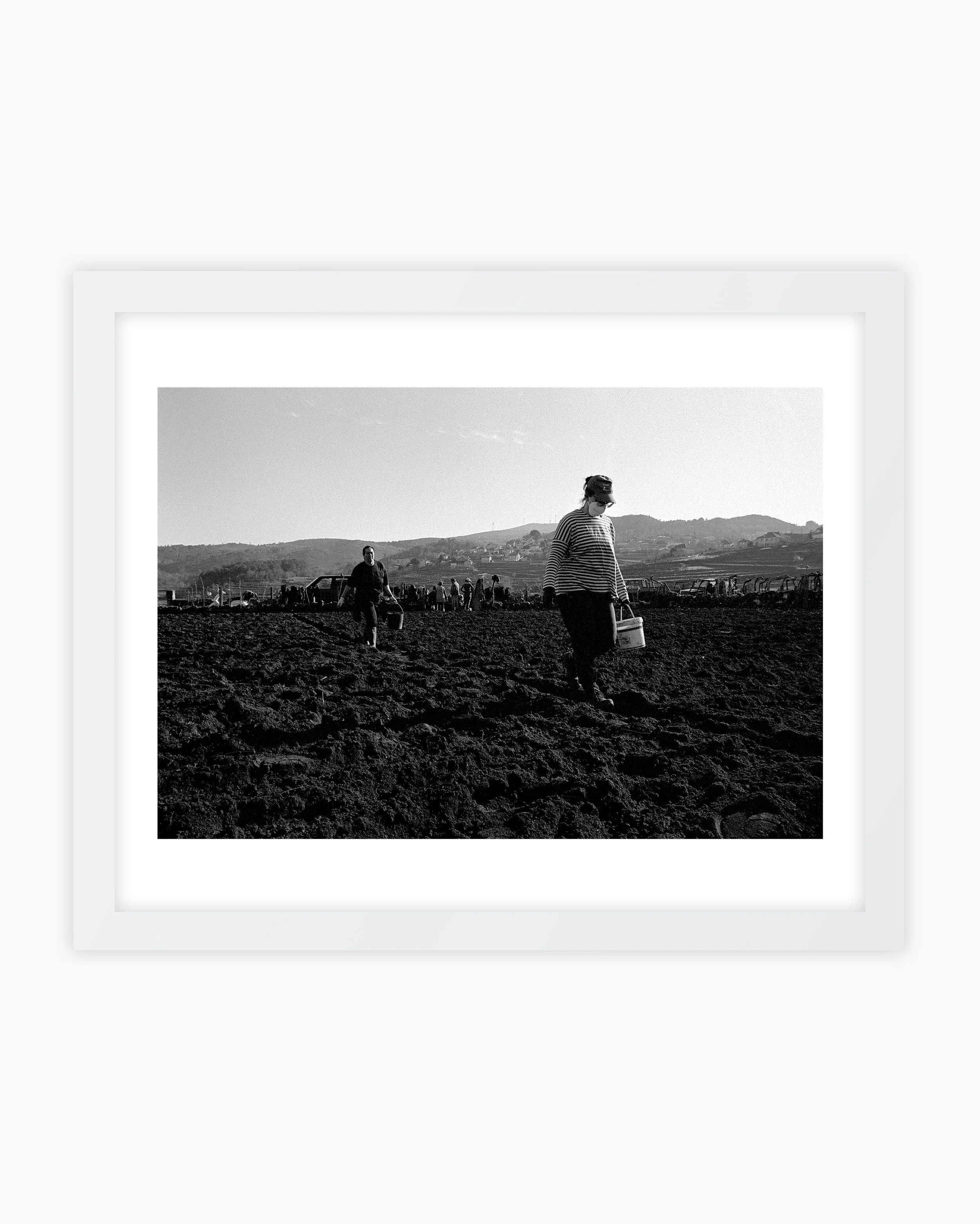 Two women from the village planting potatoes. Viana do Castelo, Portugal. 2025.