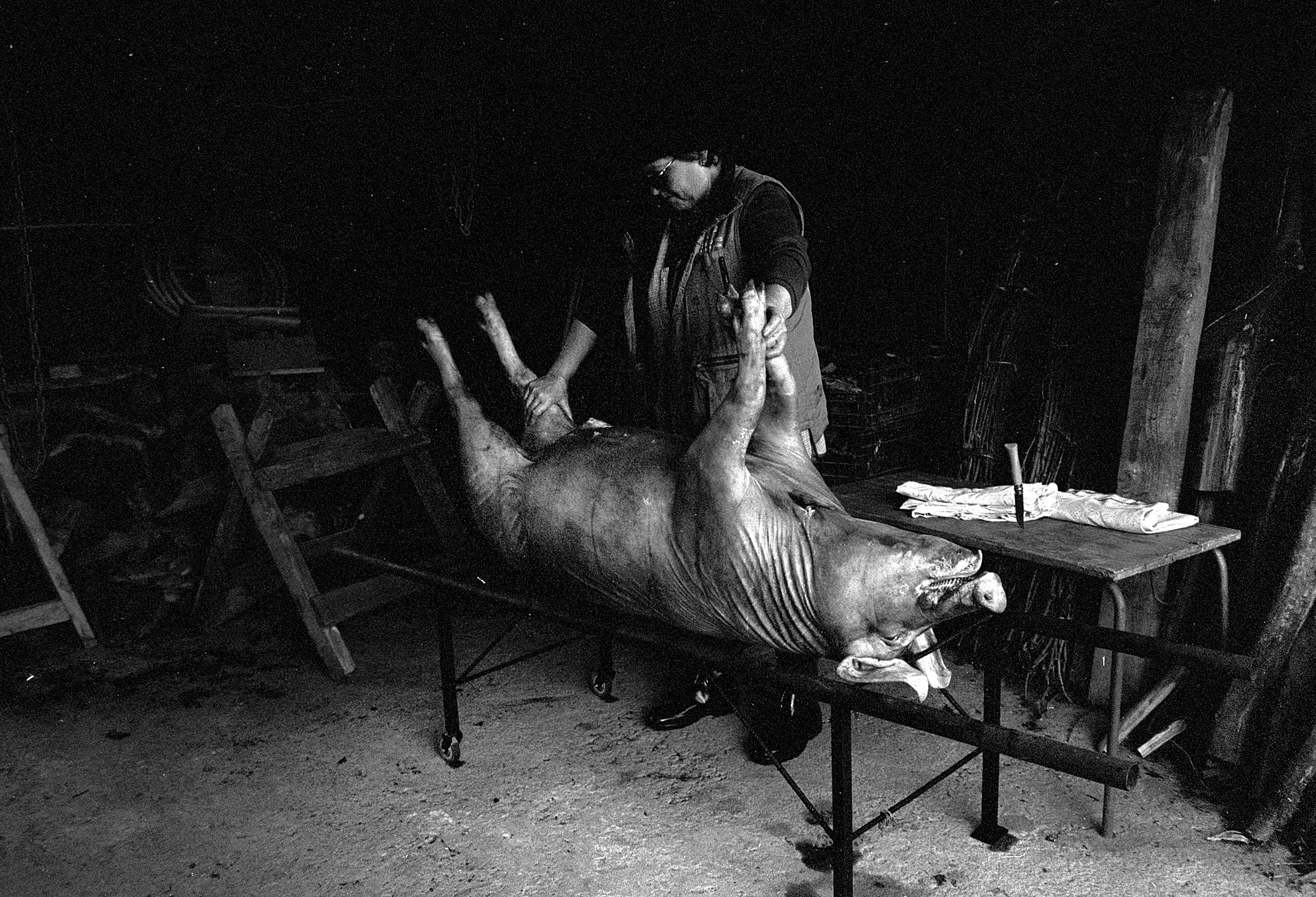 Woman at a traditional pig slaughter. Viana do Castelo, Portugal. 2025.