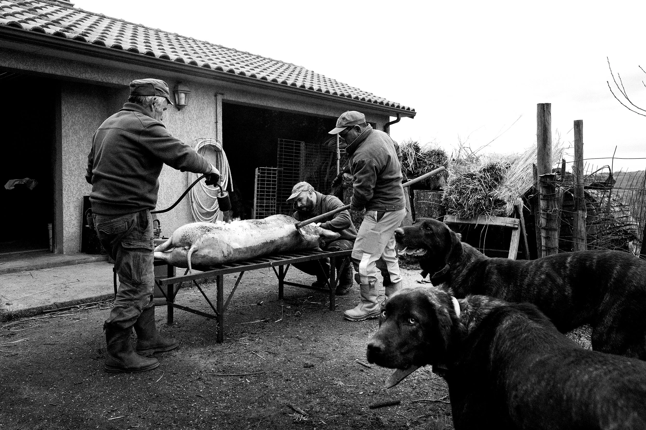 Traditional pig slaughter. Viana do Castelo, Portugal. 2025.