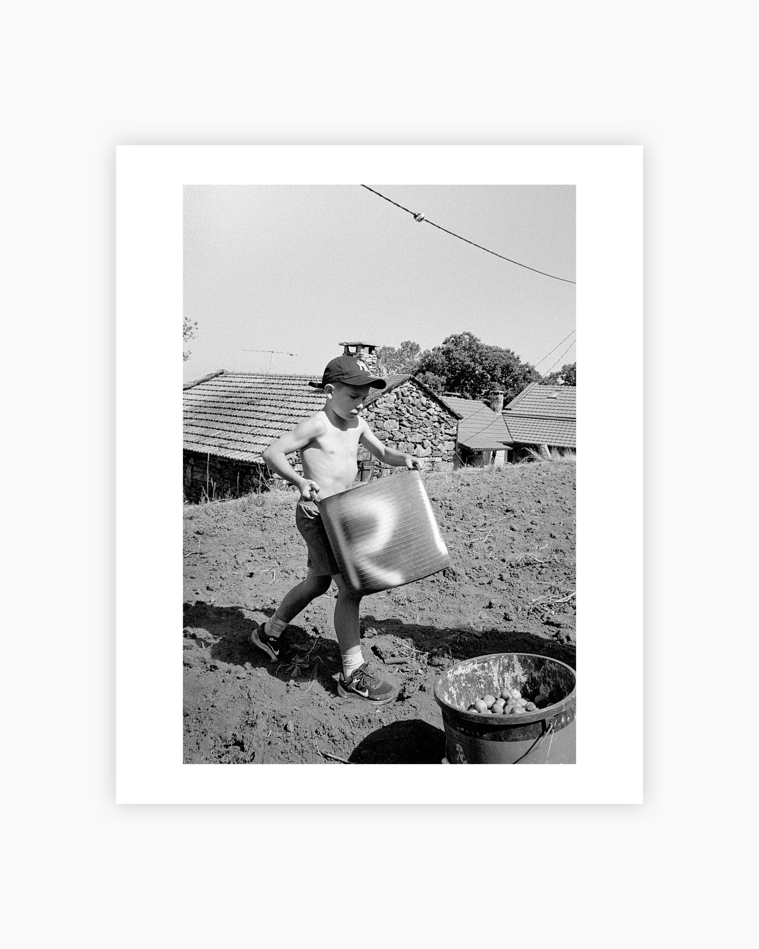 A boy carries a basket of potatoes. Mourim, Portugal. 2025.