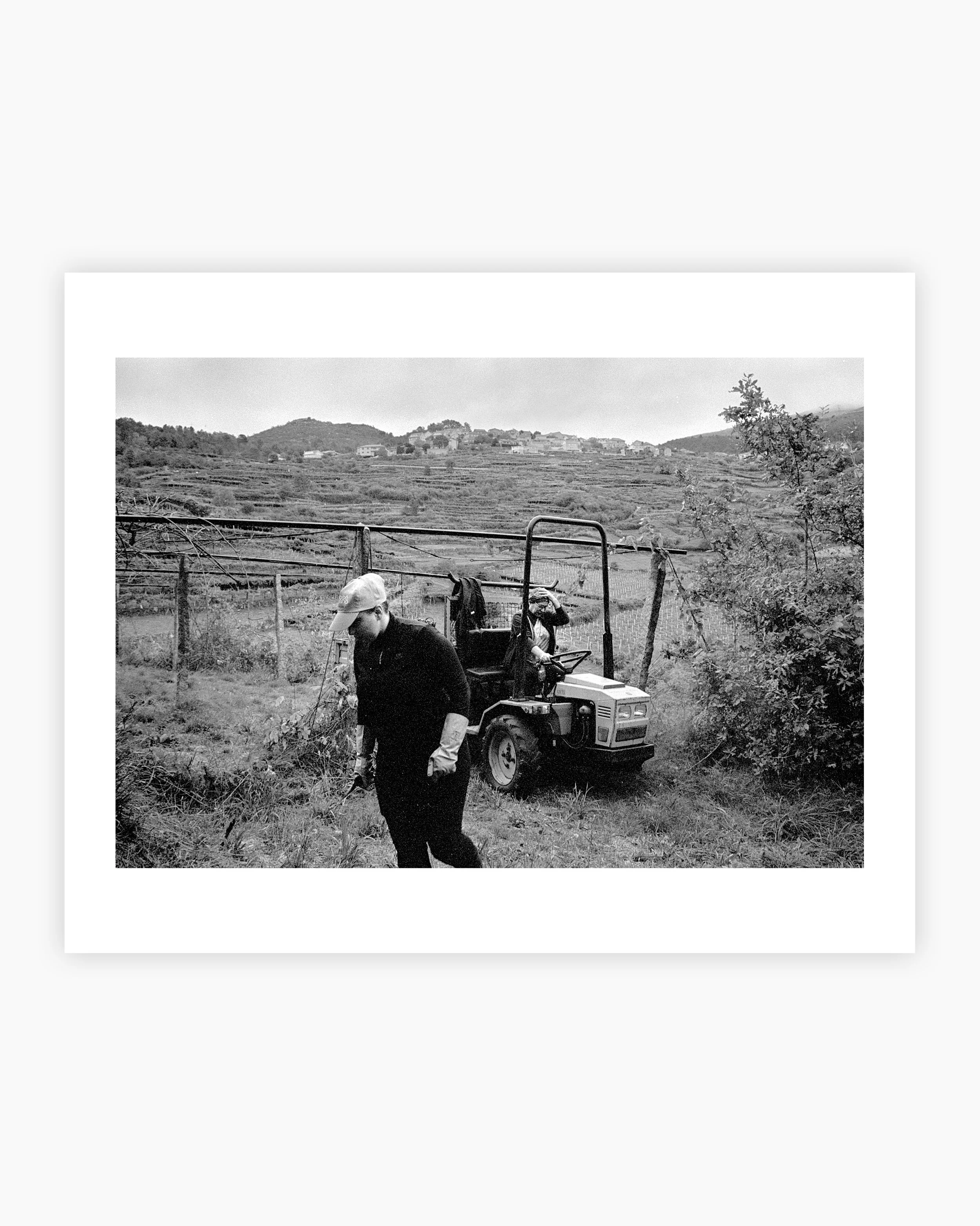 Grape Harvest Season. Viana do Castelo, Portugal. 2025.