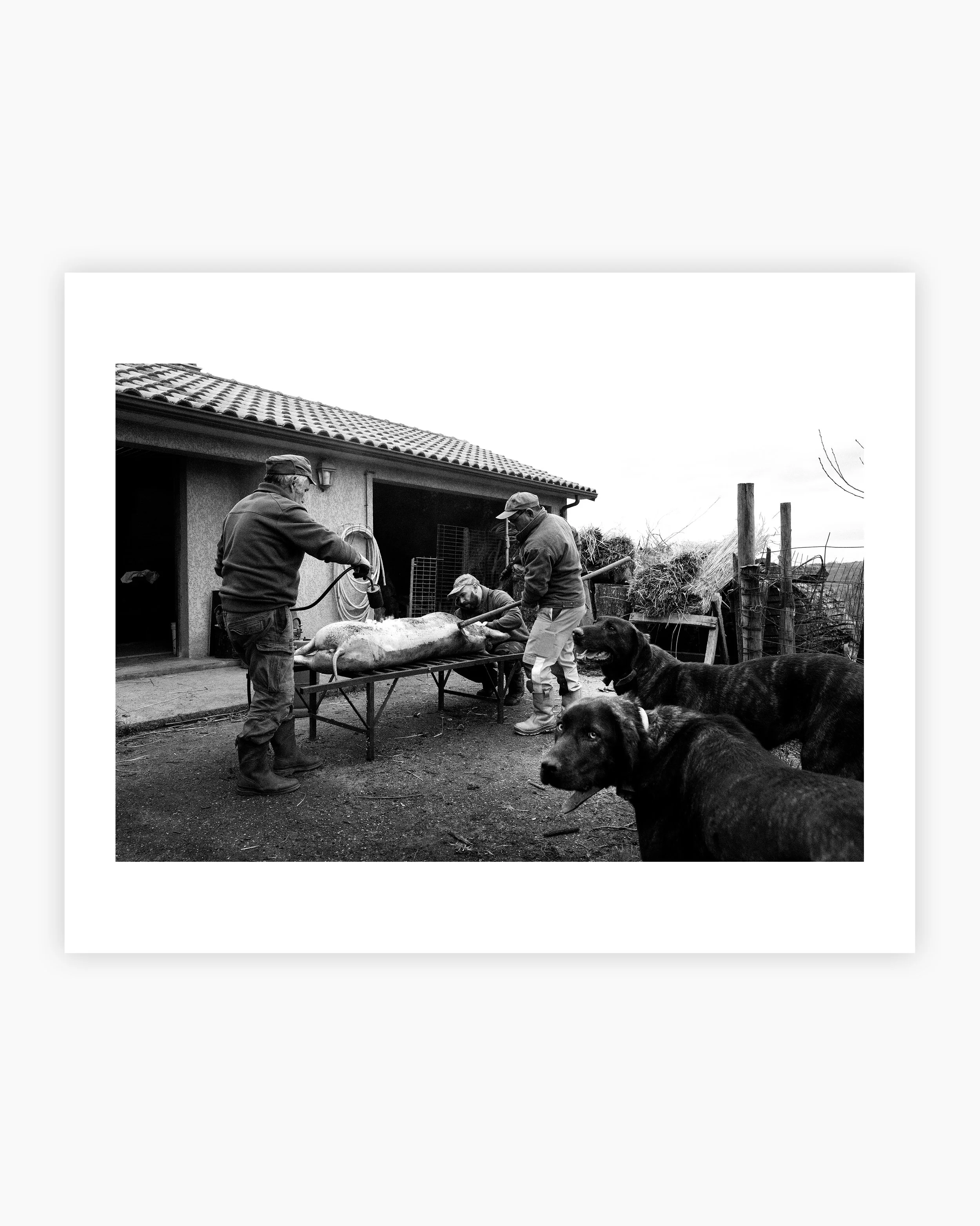 Traditional pig slaughter. Viana do Castelo, Portugal. 2024.