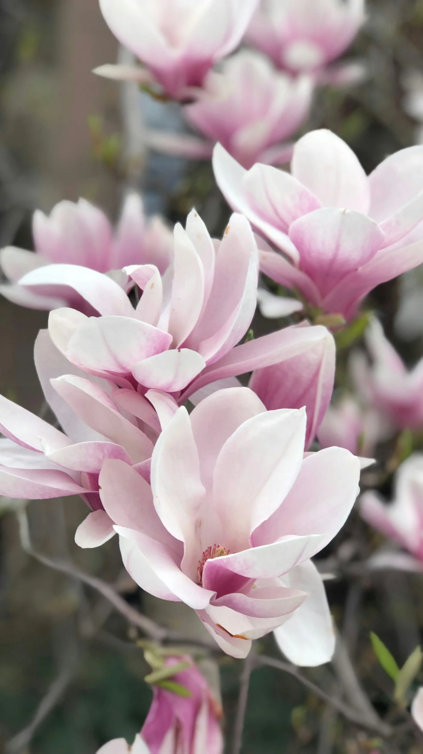 Soft floral imagery representing calm and care during separation