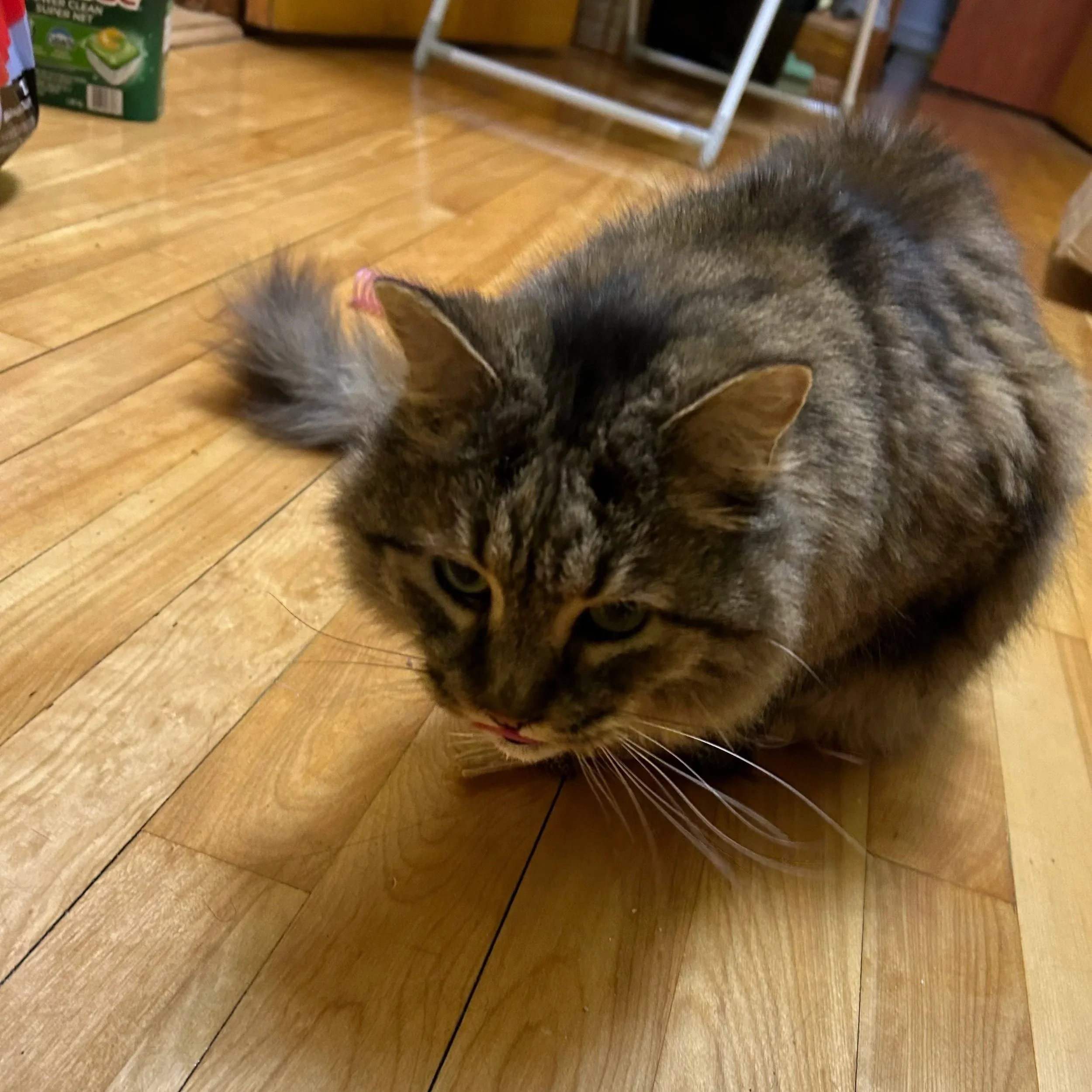 Akua's cat, Tigger