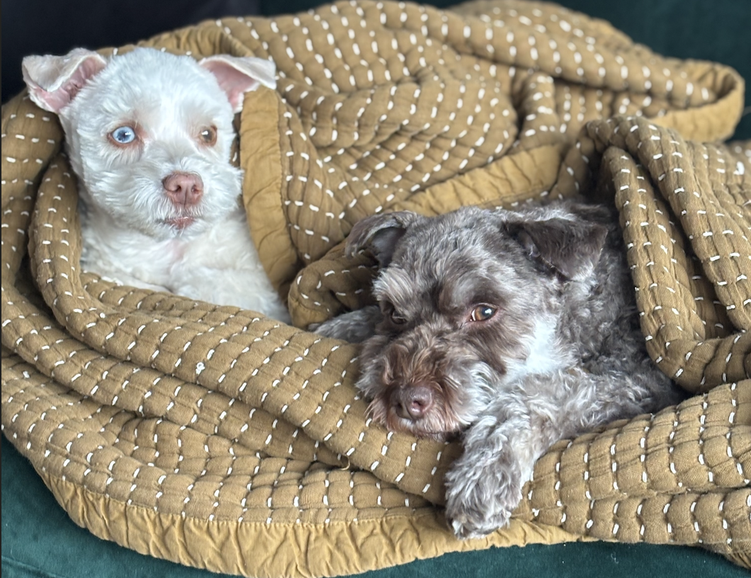 Éliane's dogs, Ella and Sirius
