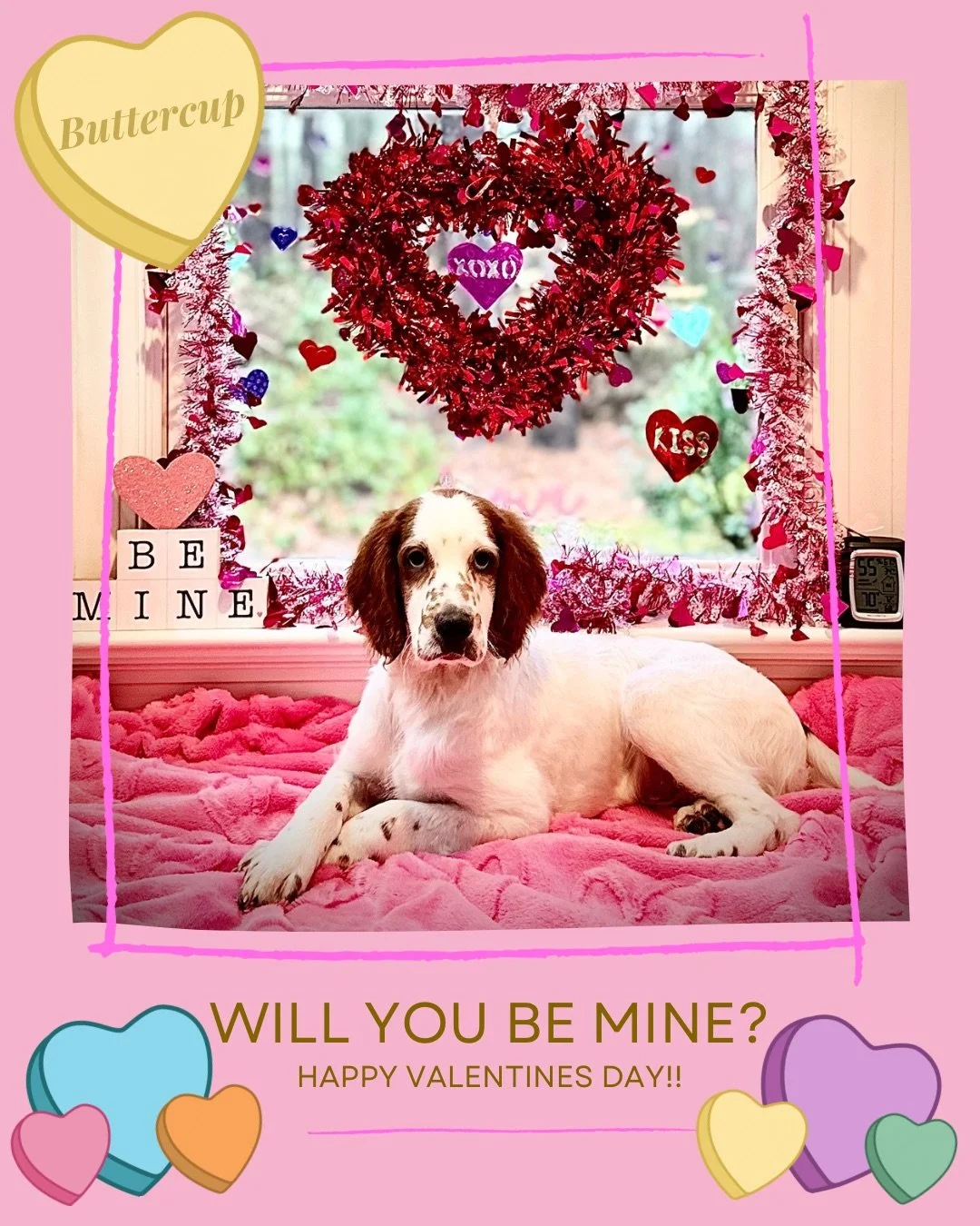 Mclabradoodle valentine card