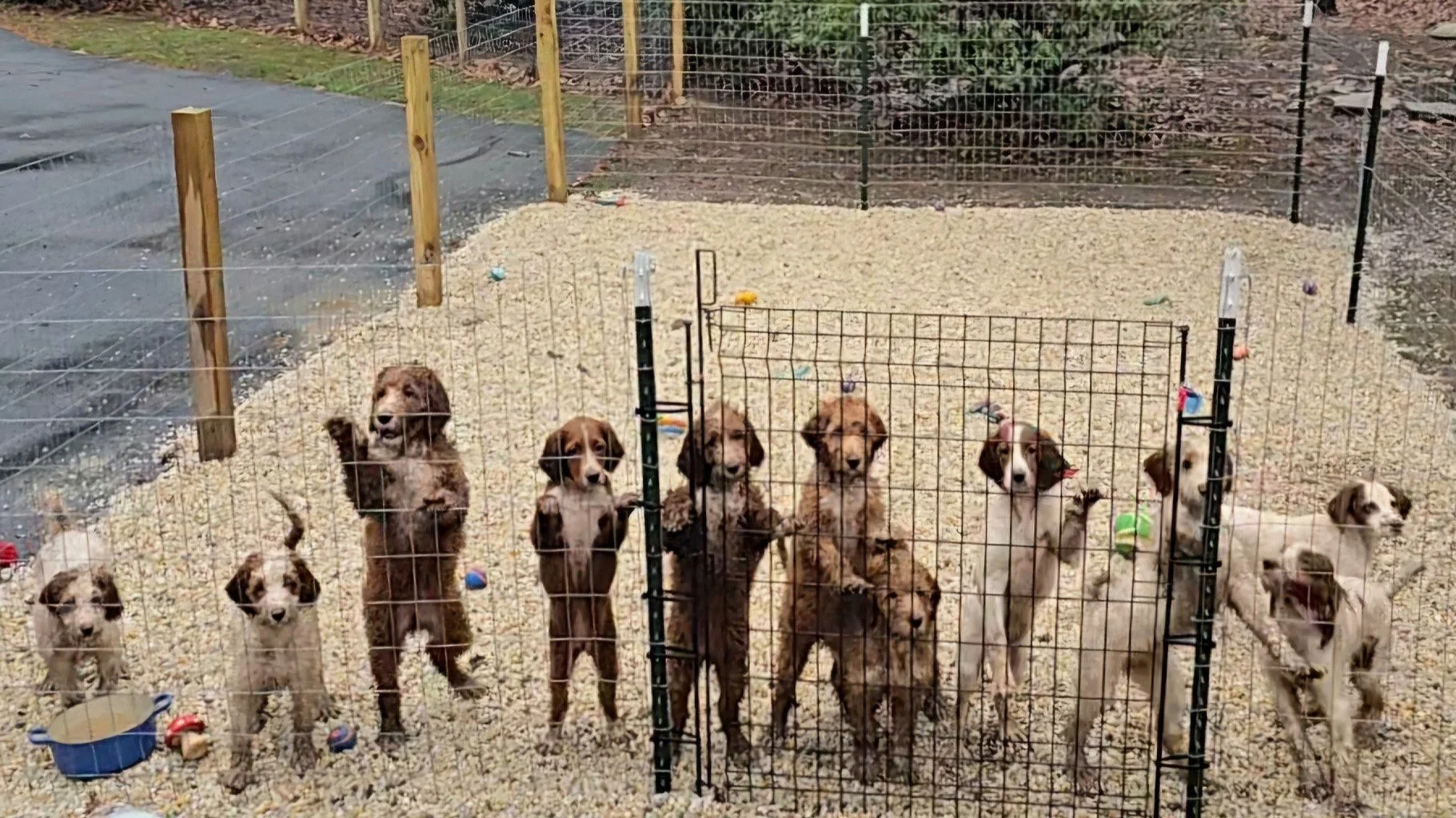 Mclabradoodle puppies at fence